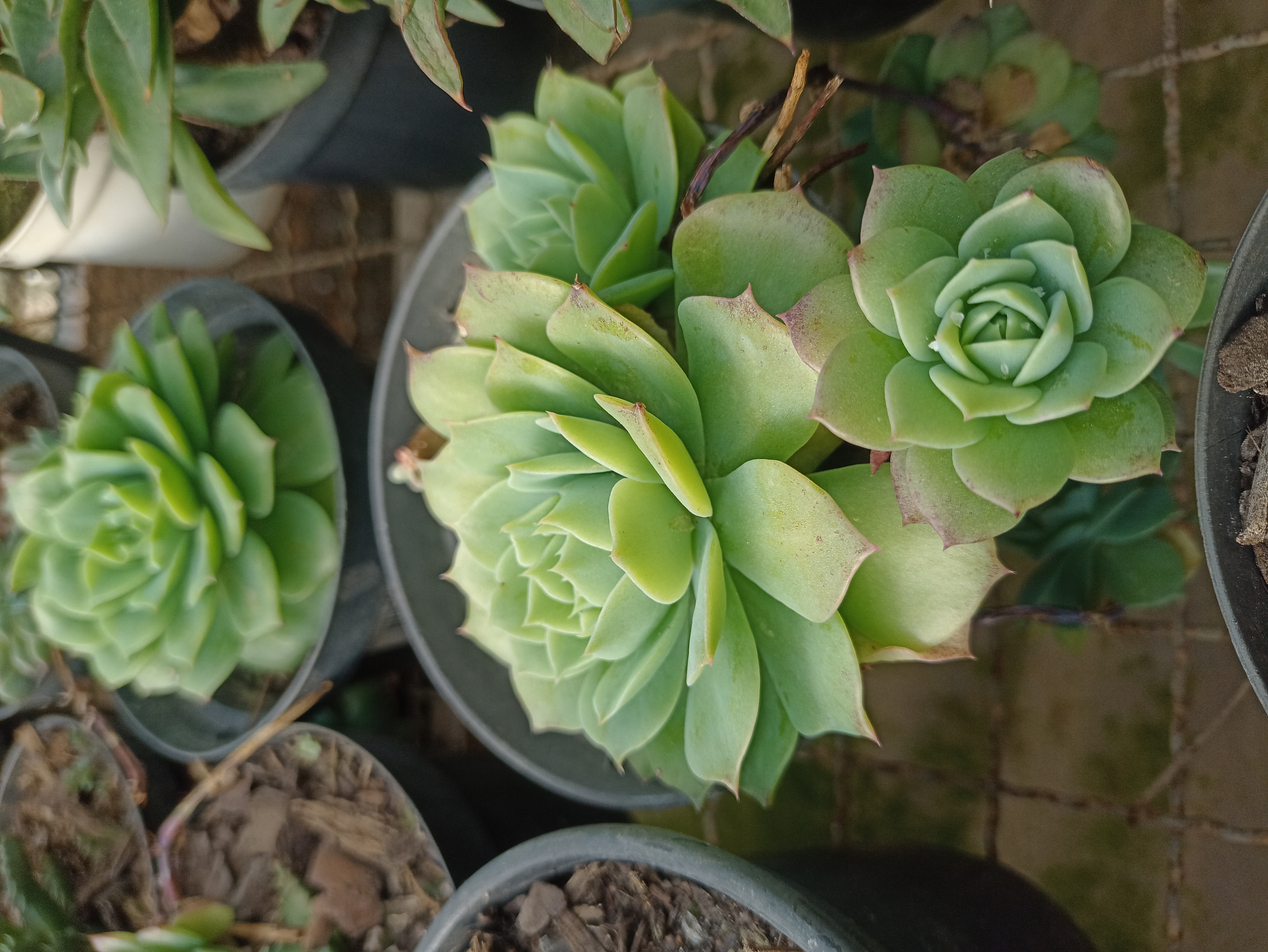 Suculenta Echeveria