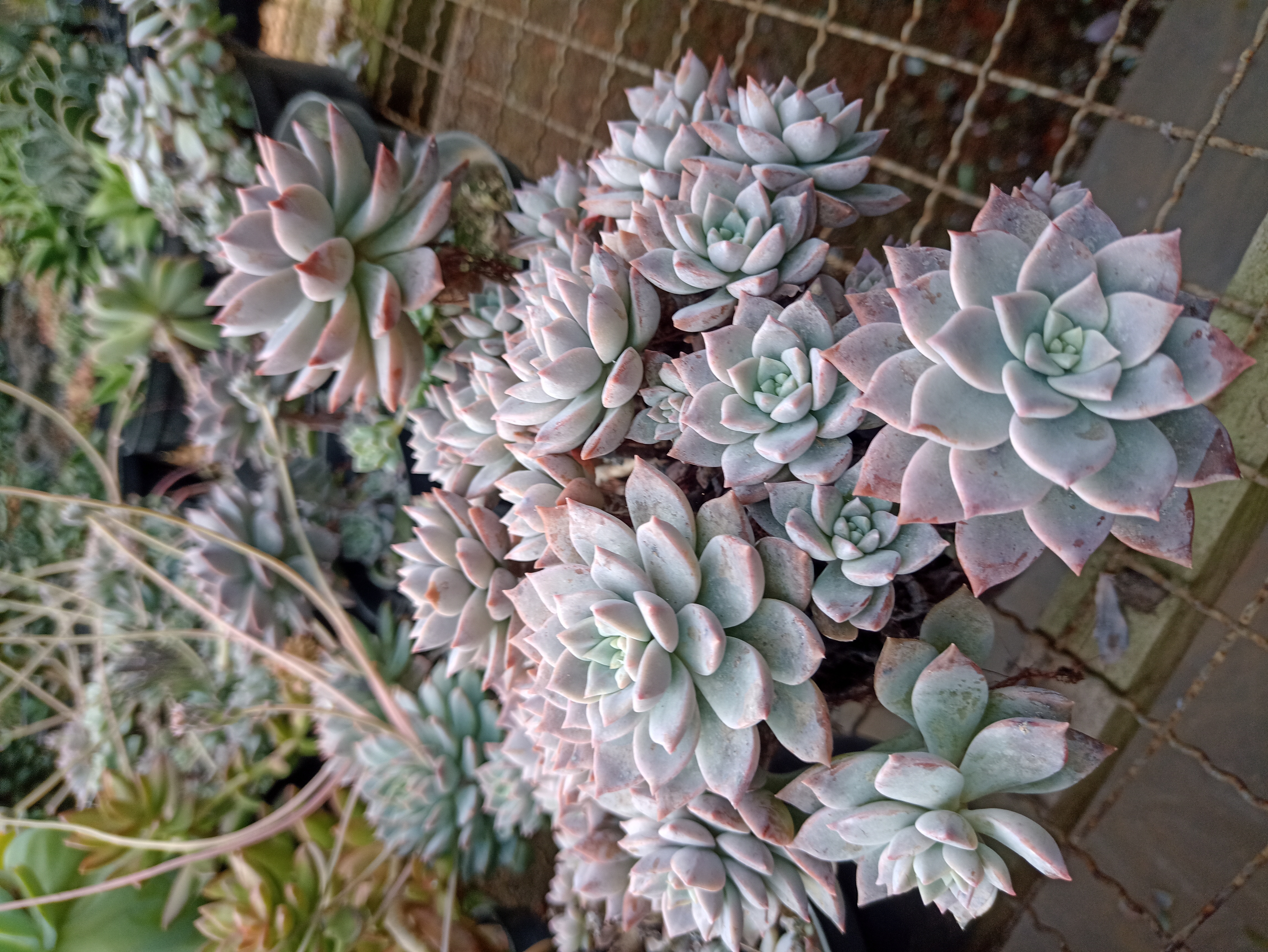 Suculenta Echeveria Elegans