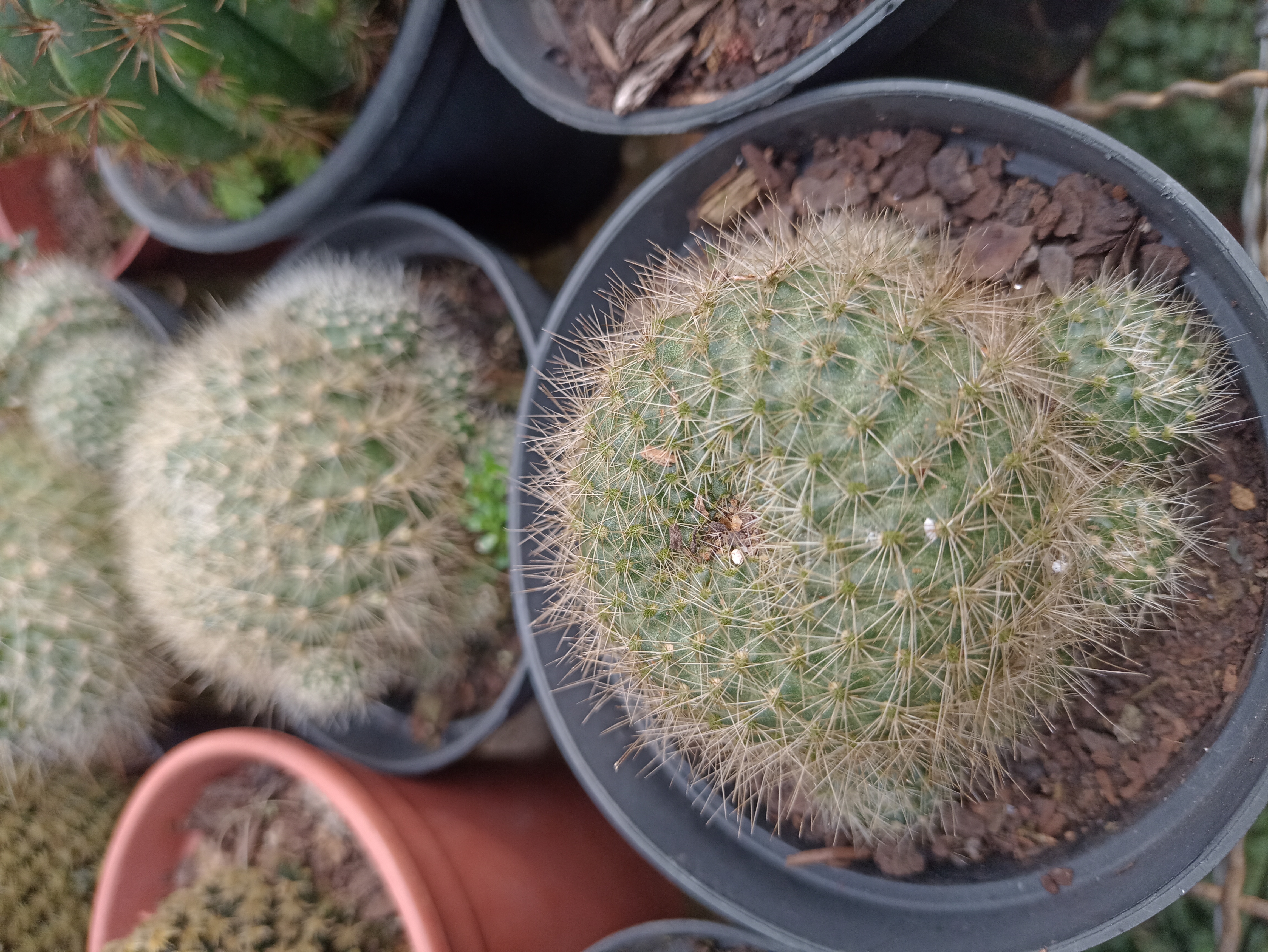 Cacto Mammillaria