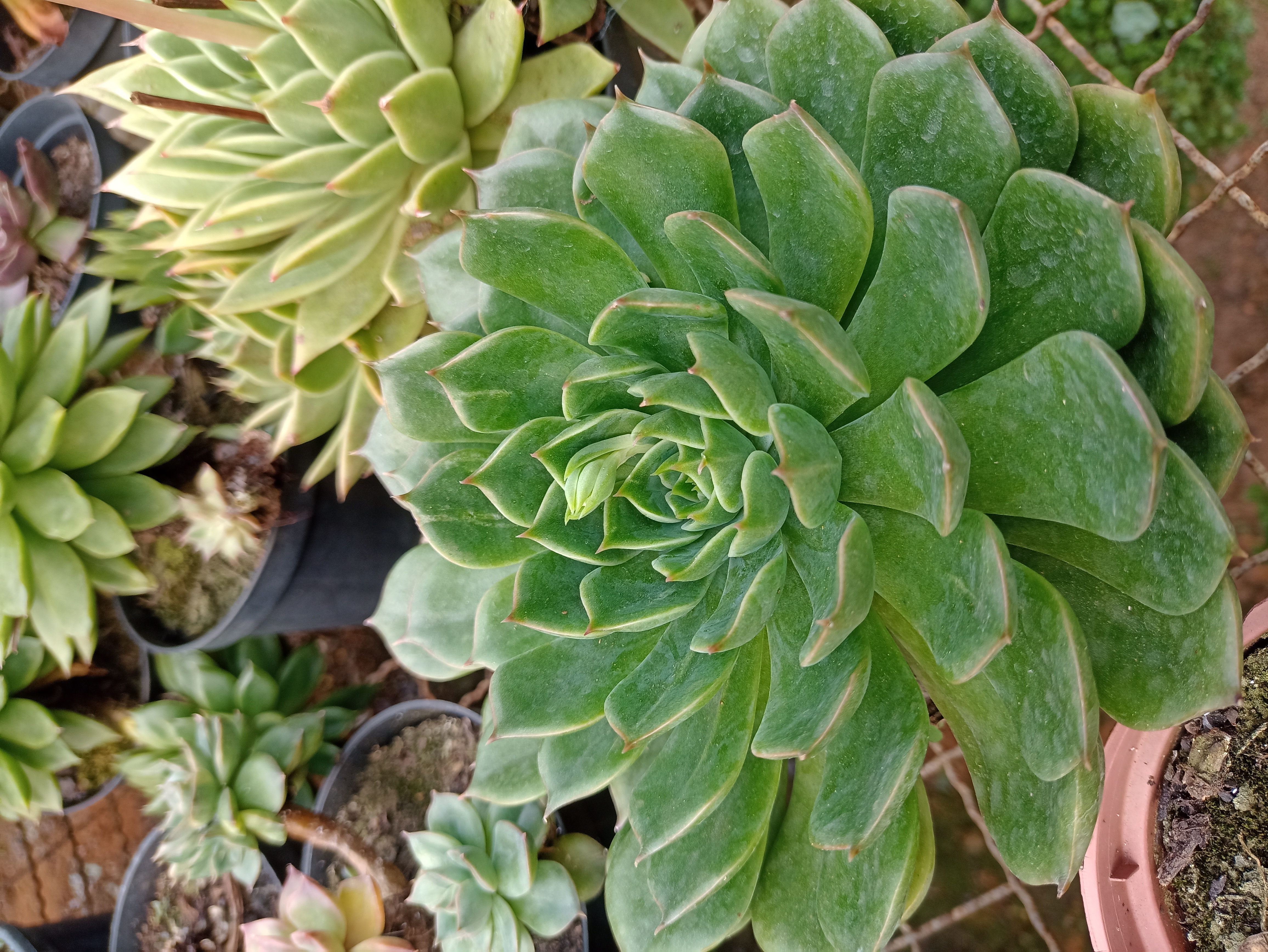 Echeveria Verde
