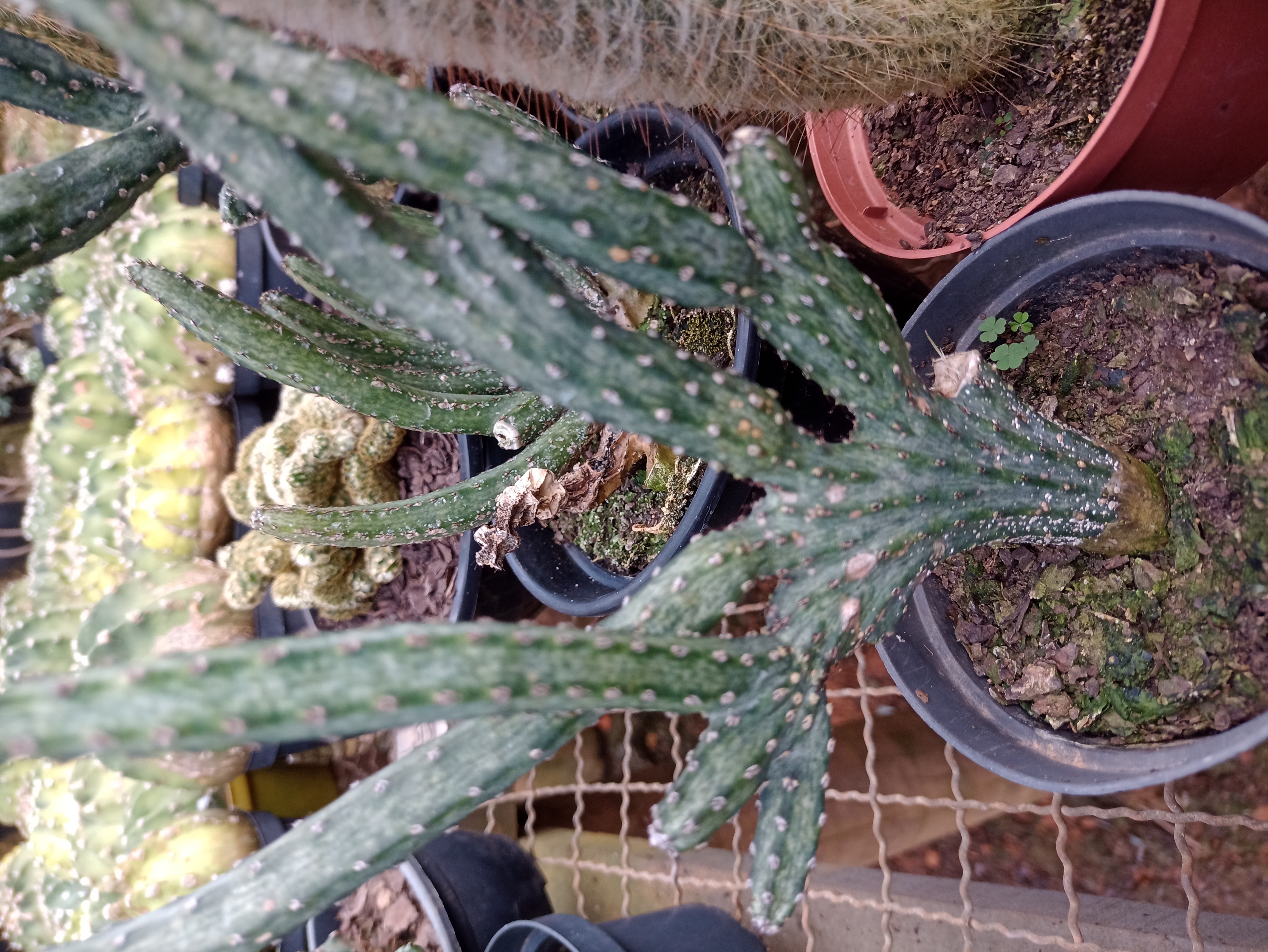 Cacto Opuntia em Vaso