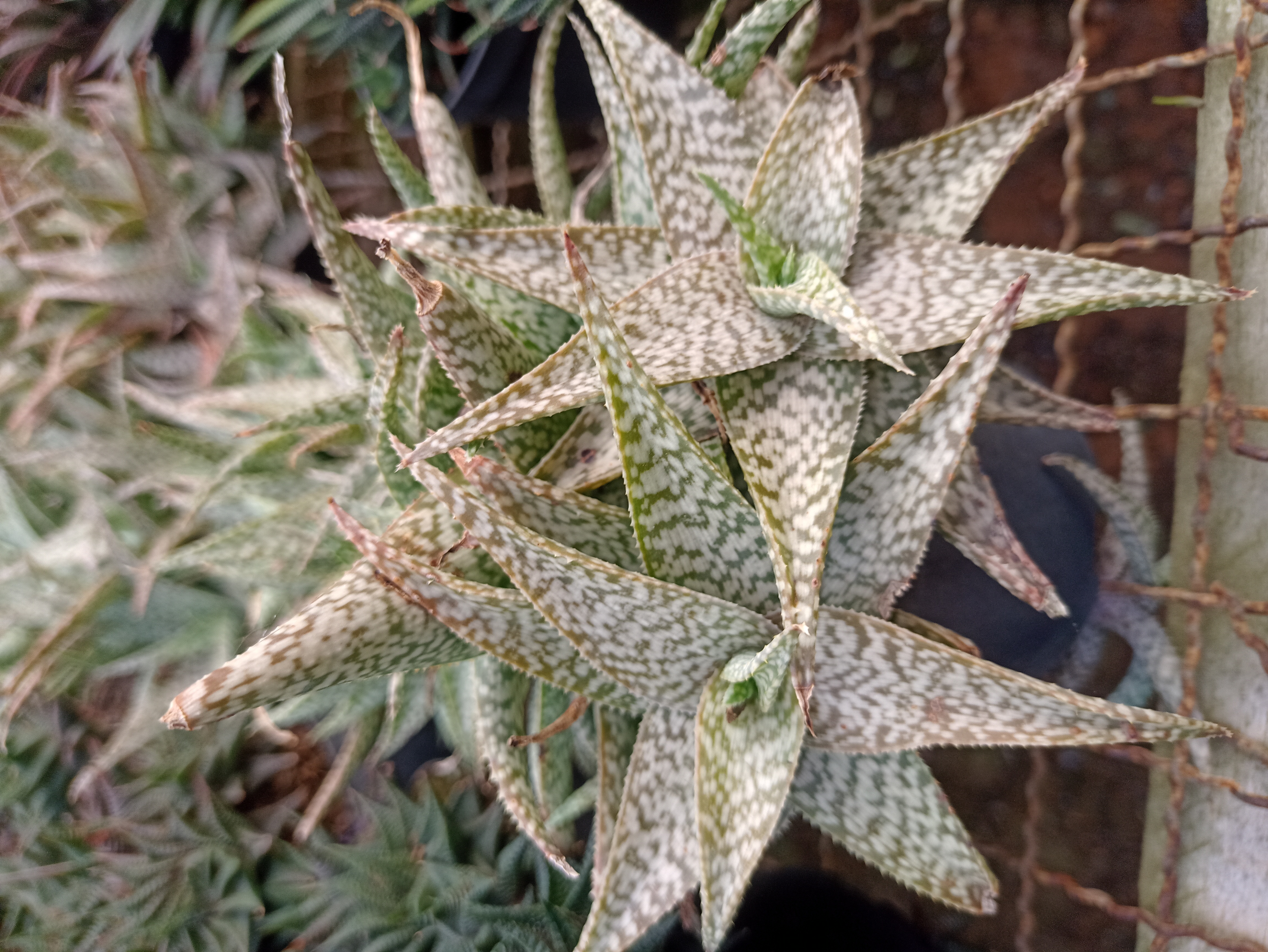 Suculenta Gasteria Carinata