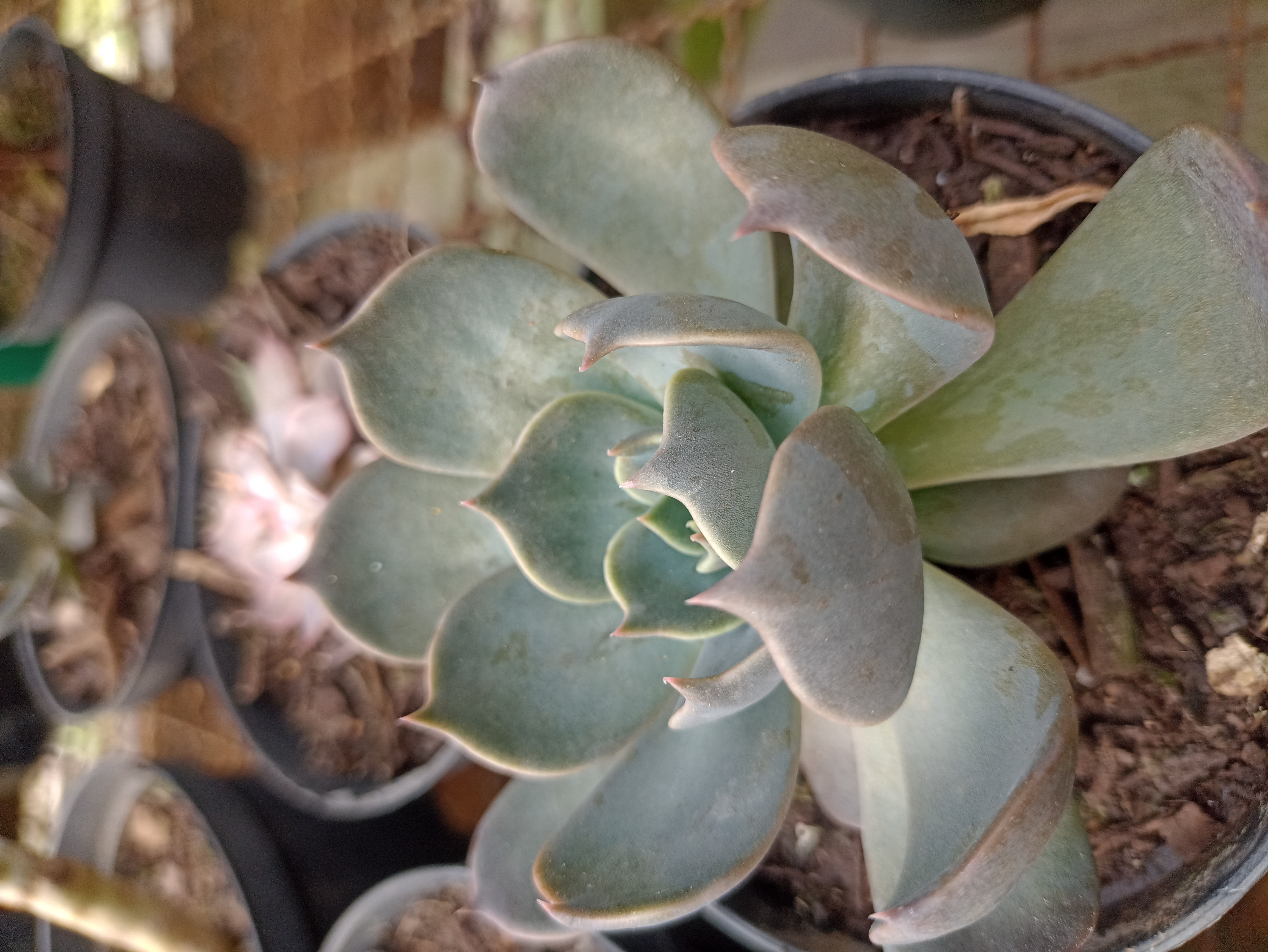 Suculenta Echeveria