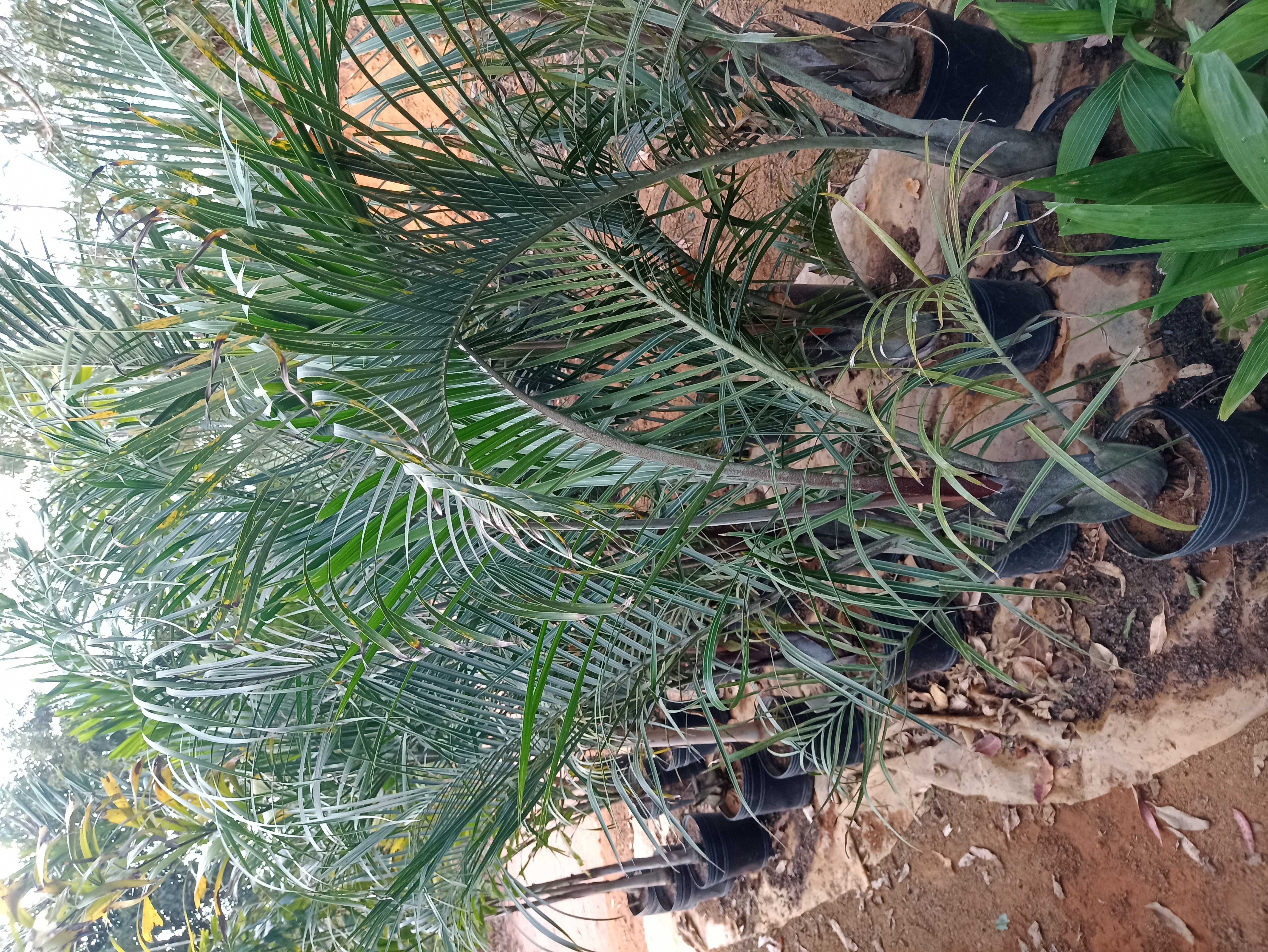 Palmeira Areca em Vaso