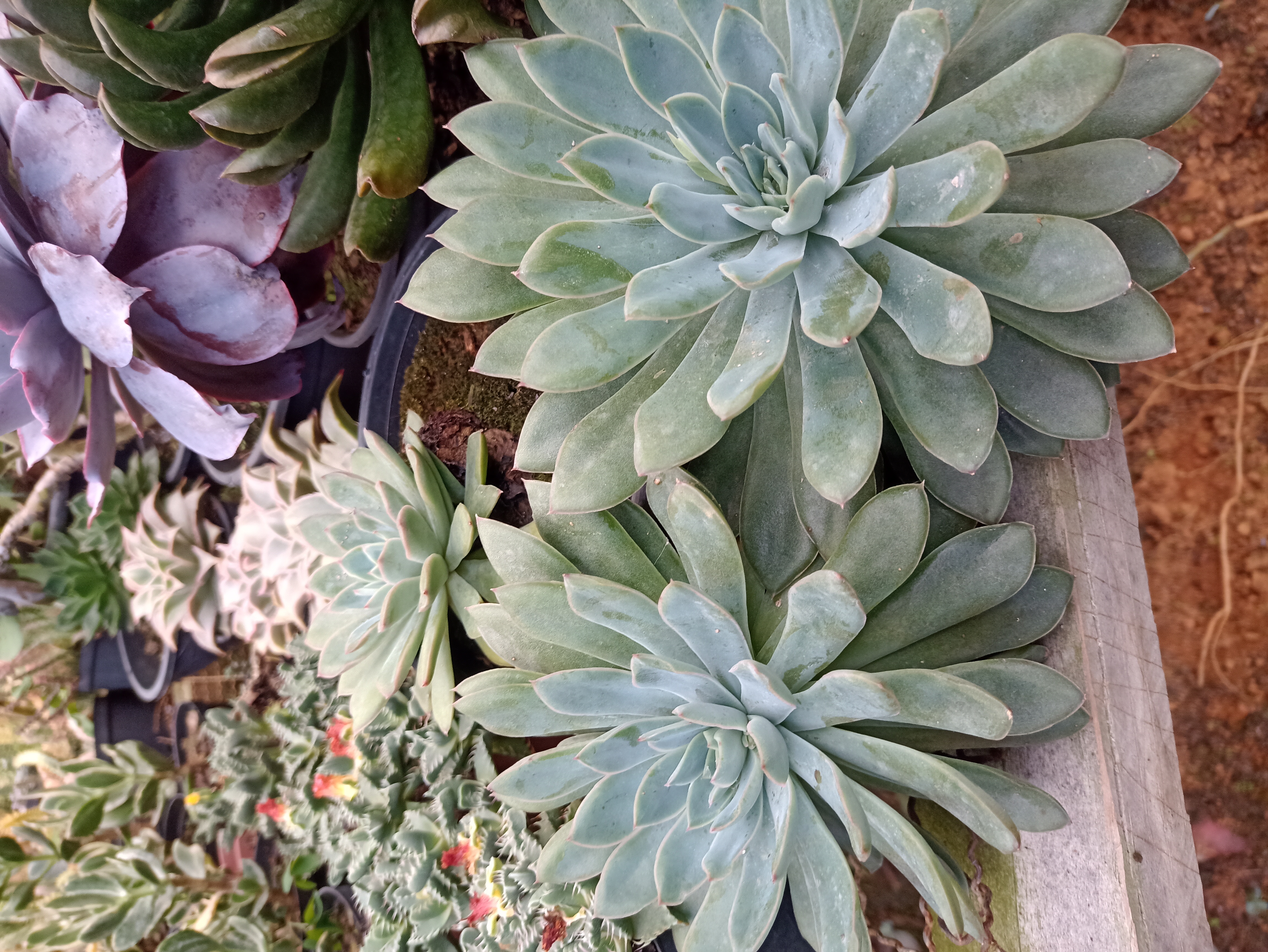 Suculenta Echeveria
