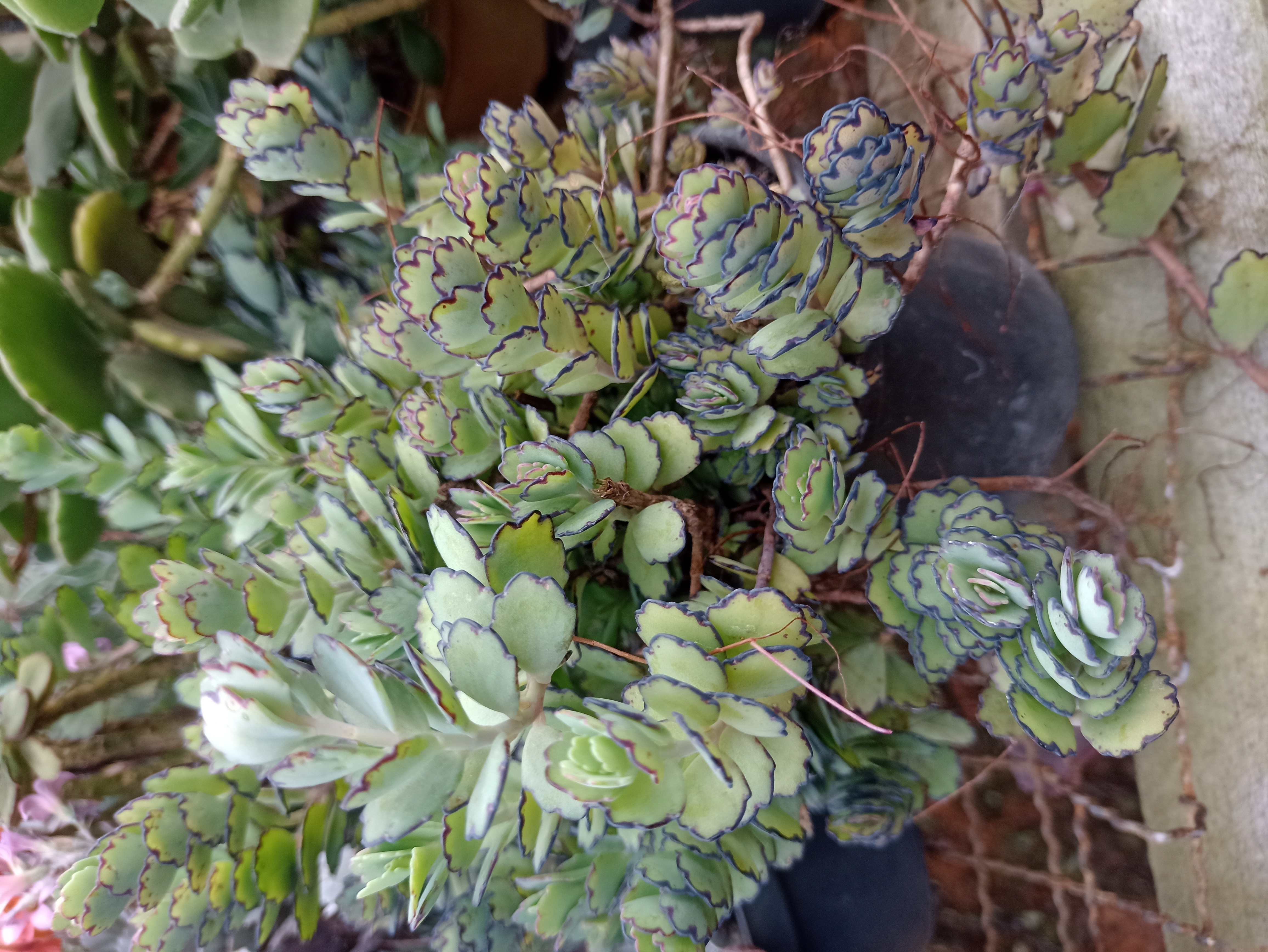 Suculenta Kalanchoe Daigremontiana