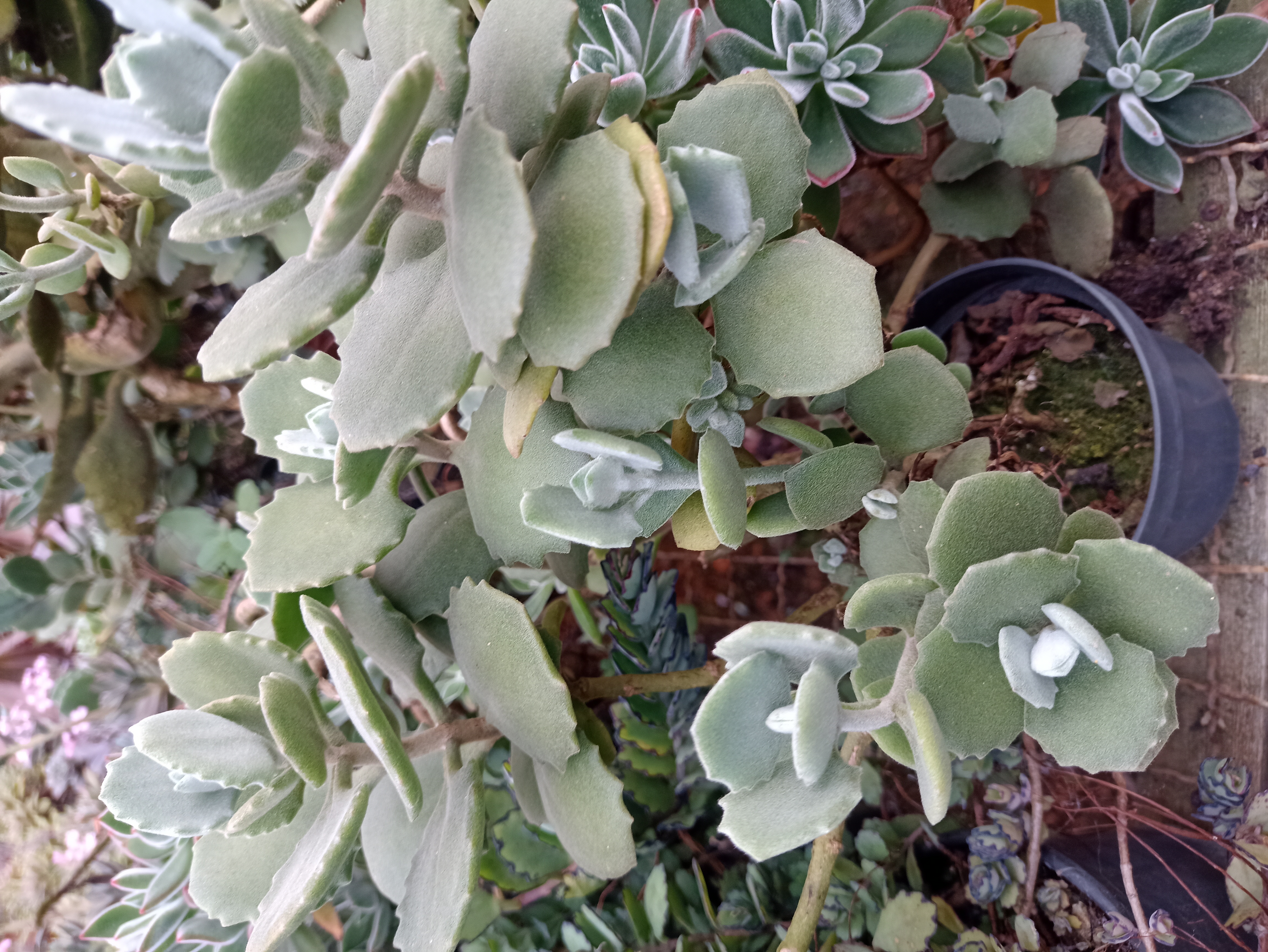 Suculenta Kalanchoe Tomentosa
