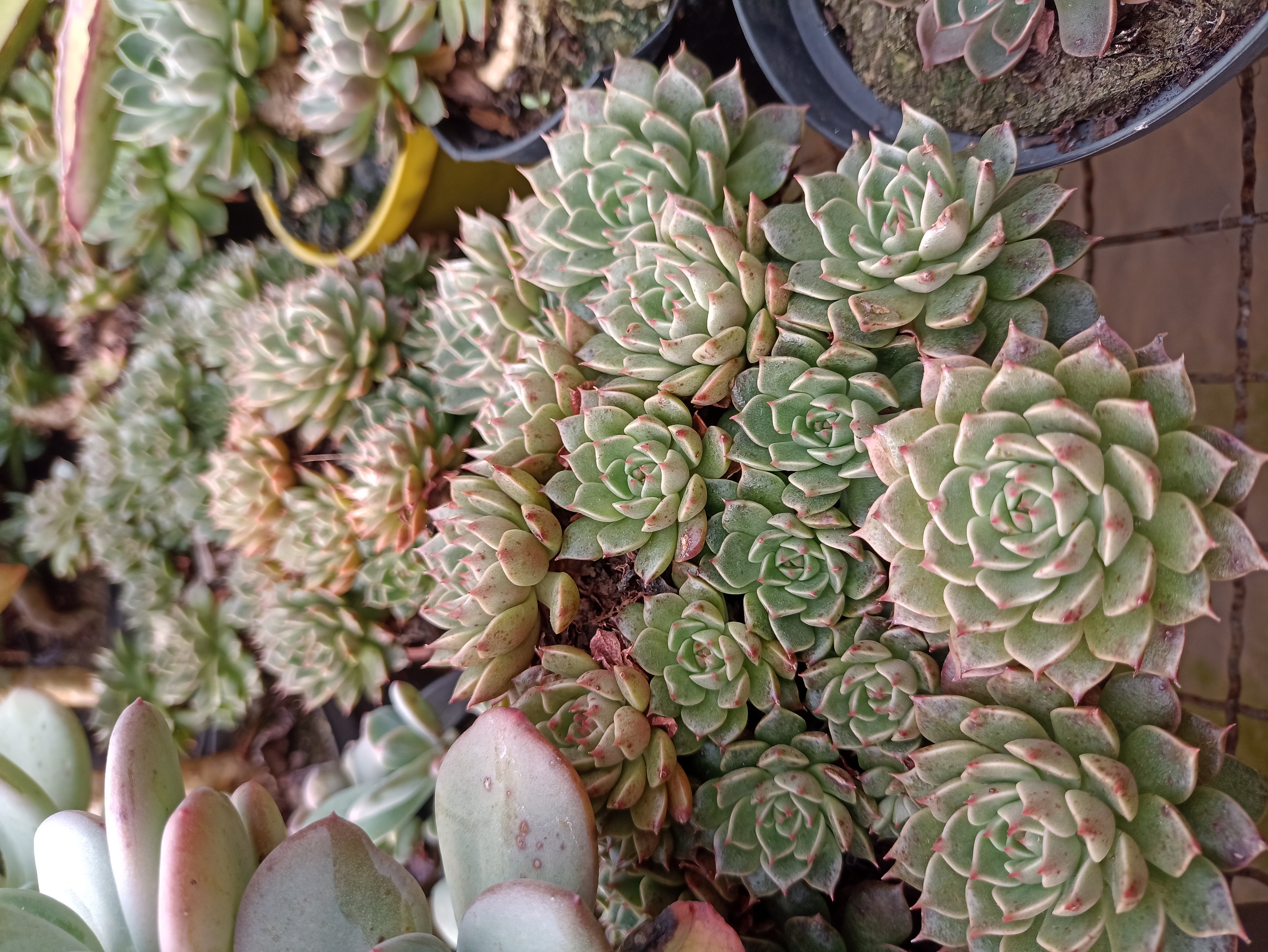 Suculentas Ornamentais