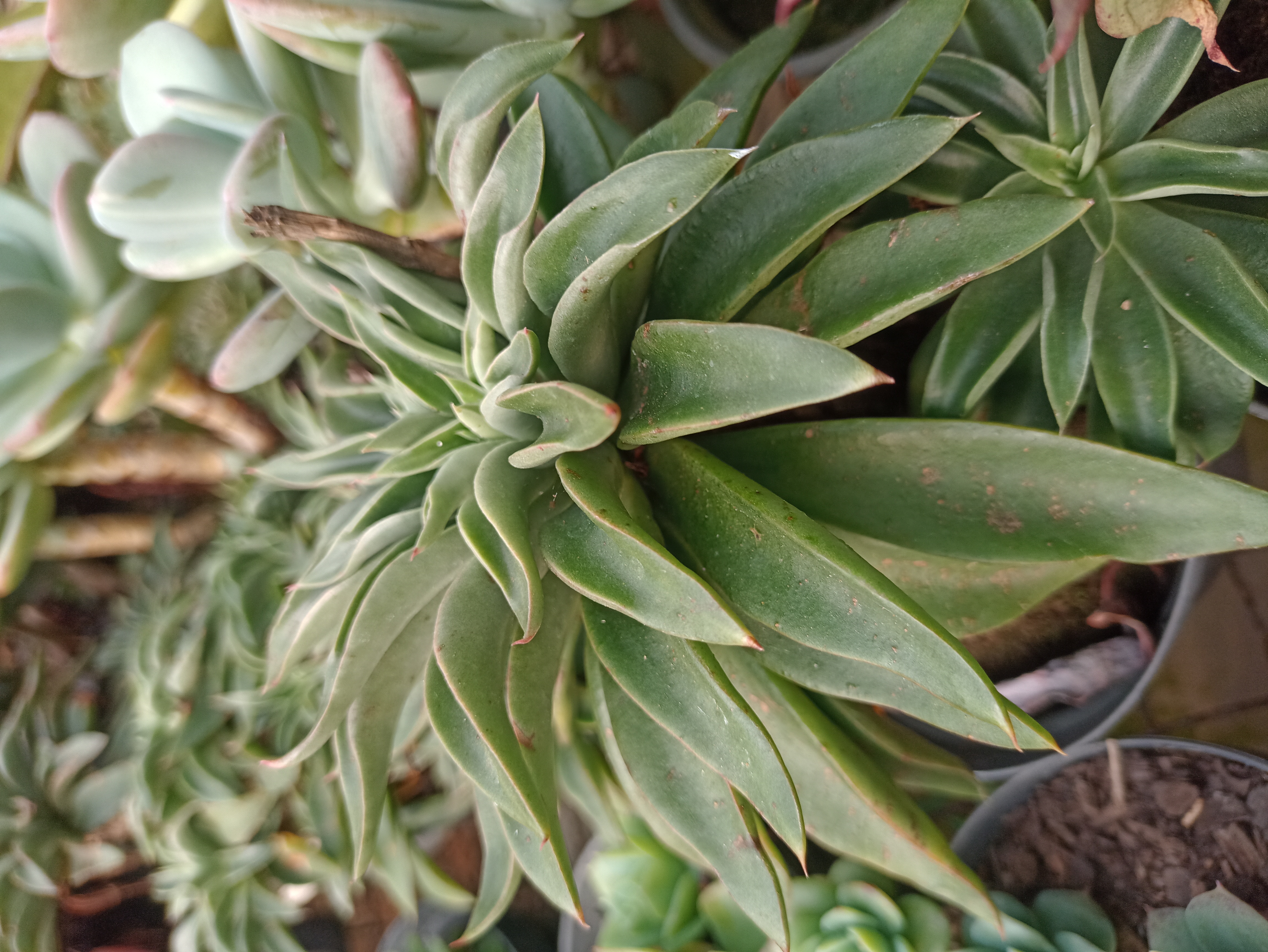 Suculenta Echeveria Verde
