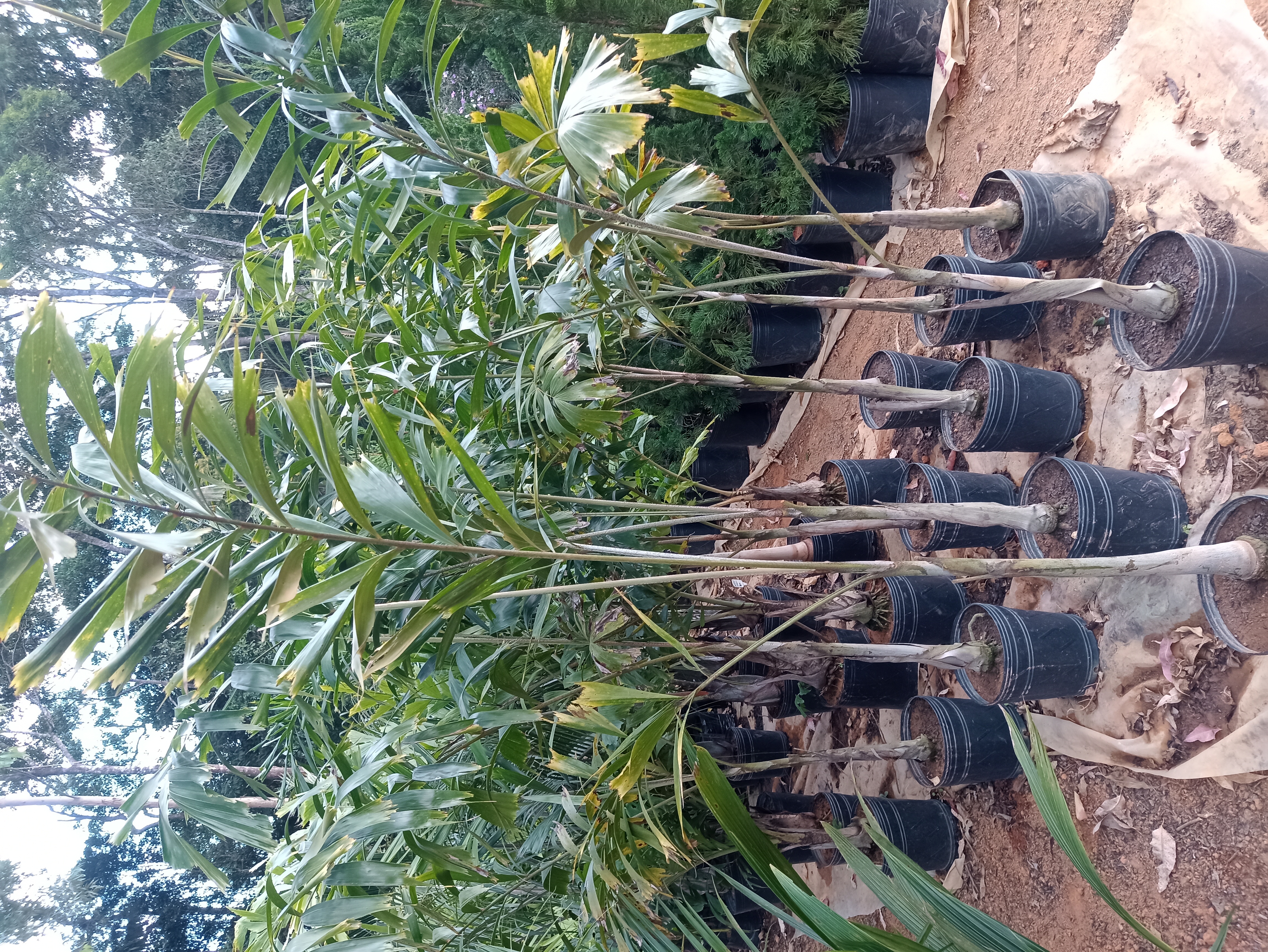 Muda de Palmeira Ráfia