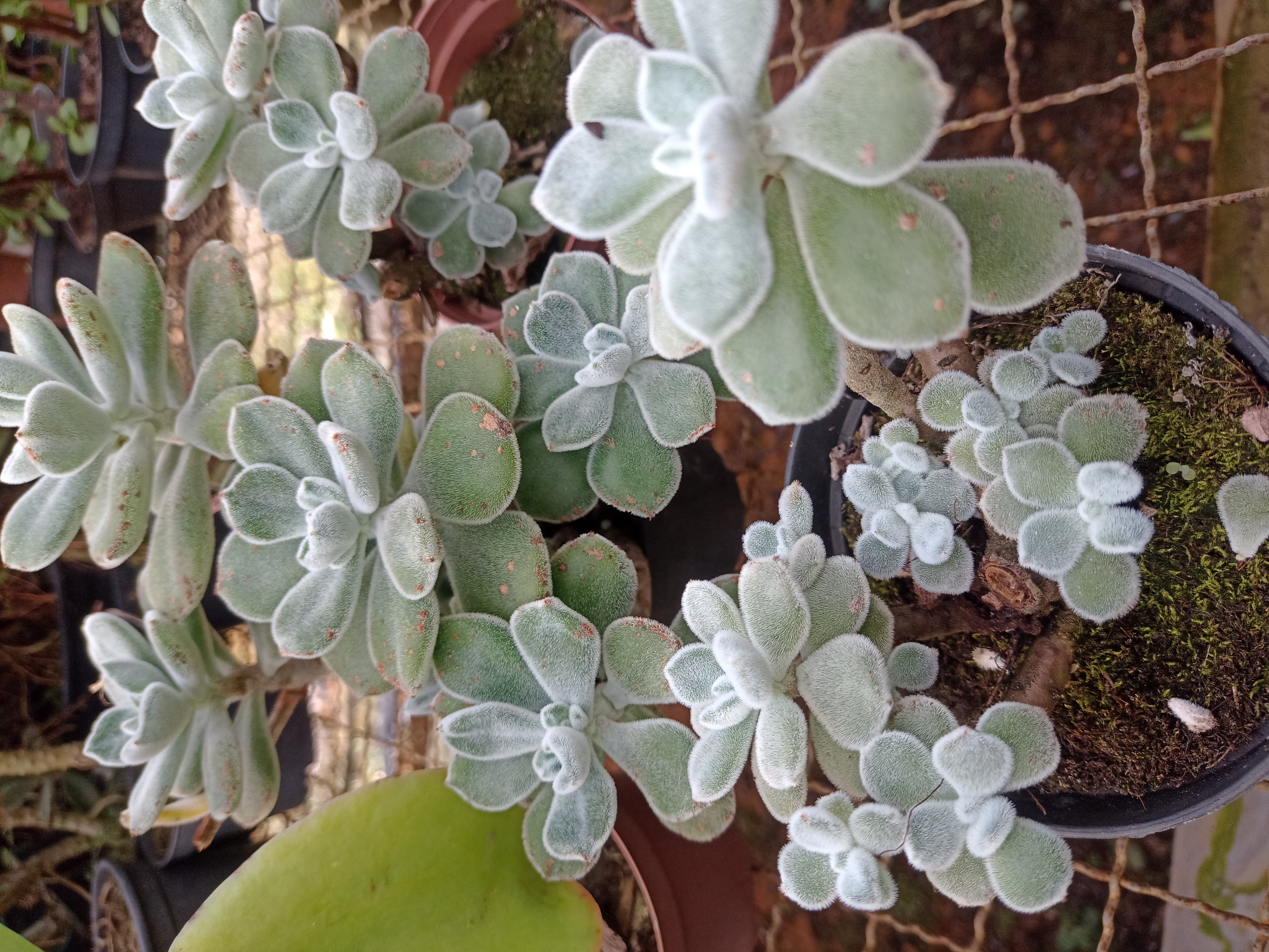 Suculenta Peludinha