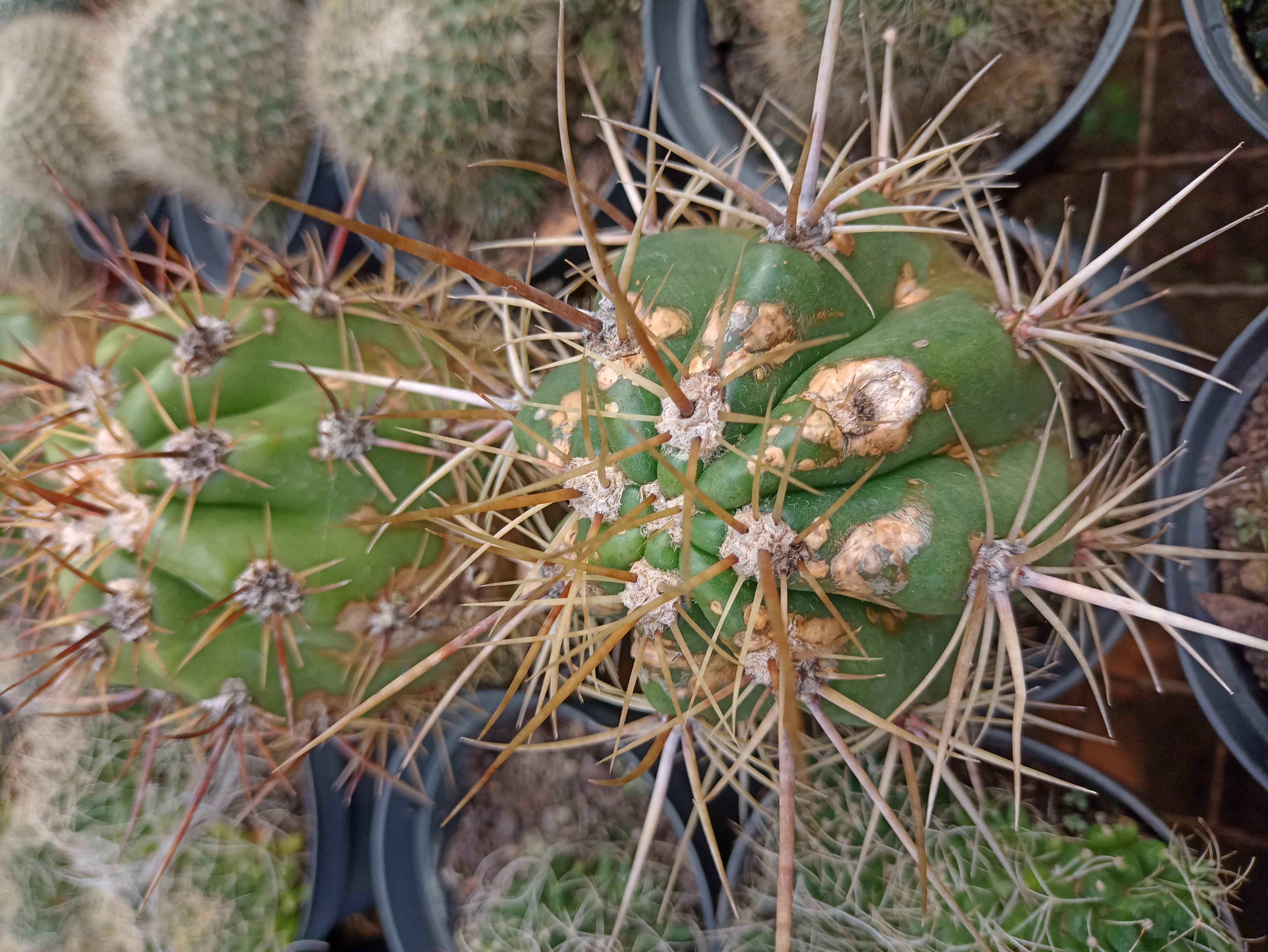 Cacto Ferocactus com Espinhos Longos