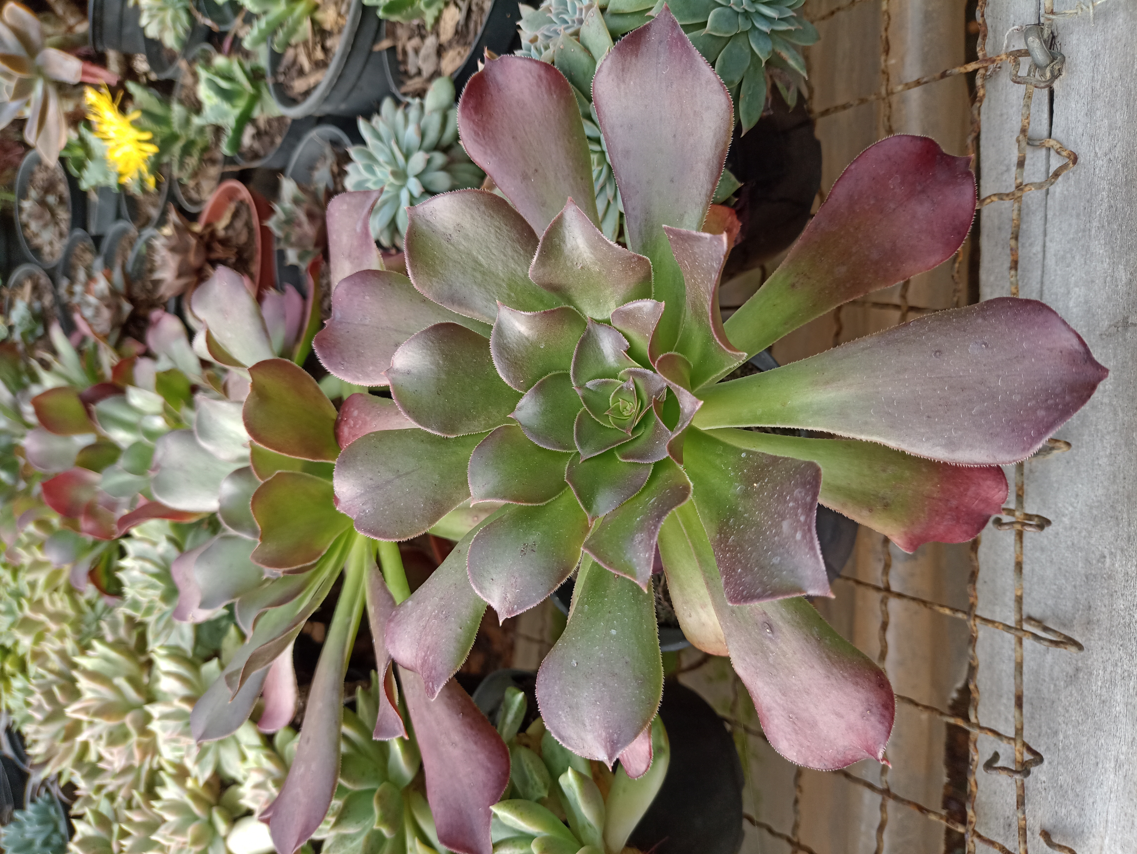 Suculenta Echeveria