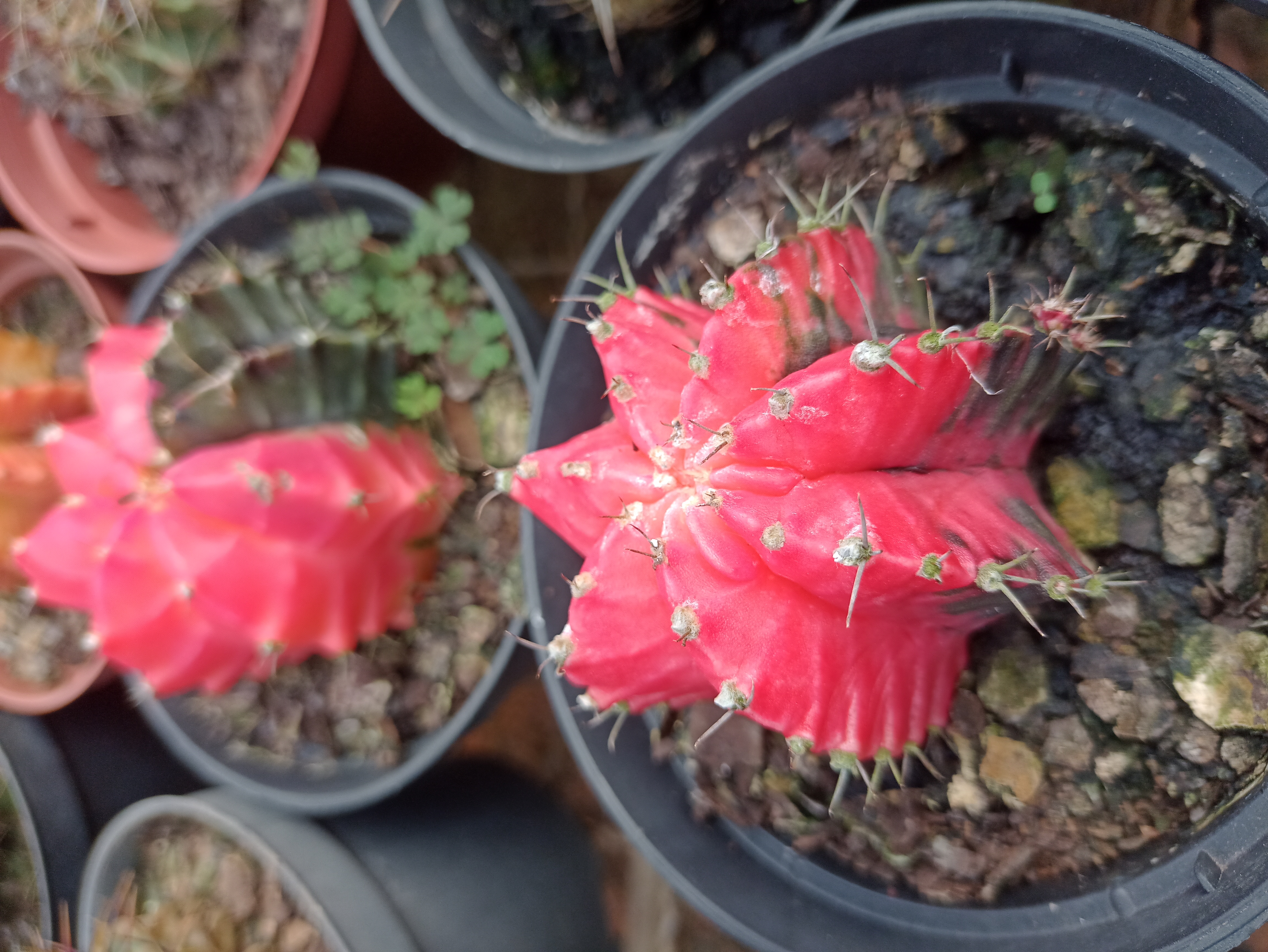 Cacto Gymnocalycium Mihanovichii