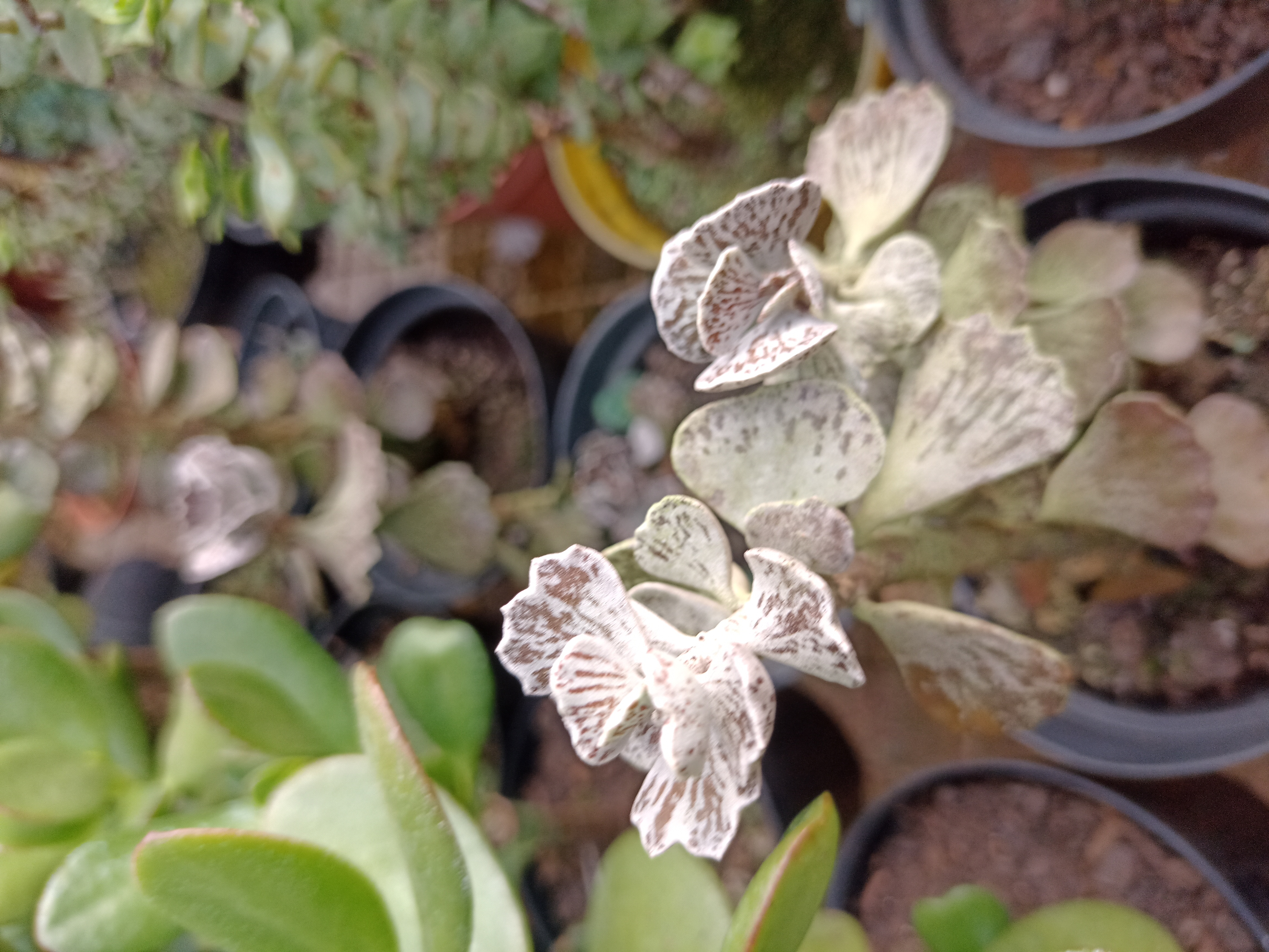 Suculenta Orelha-de-Coelho