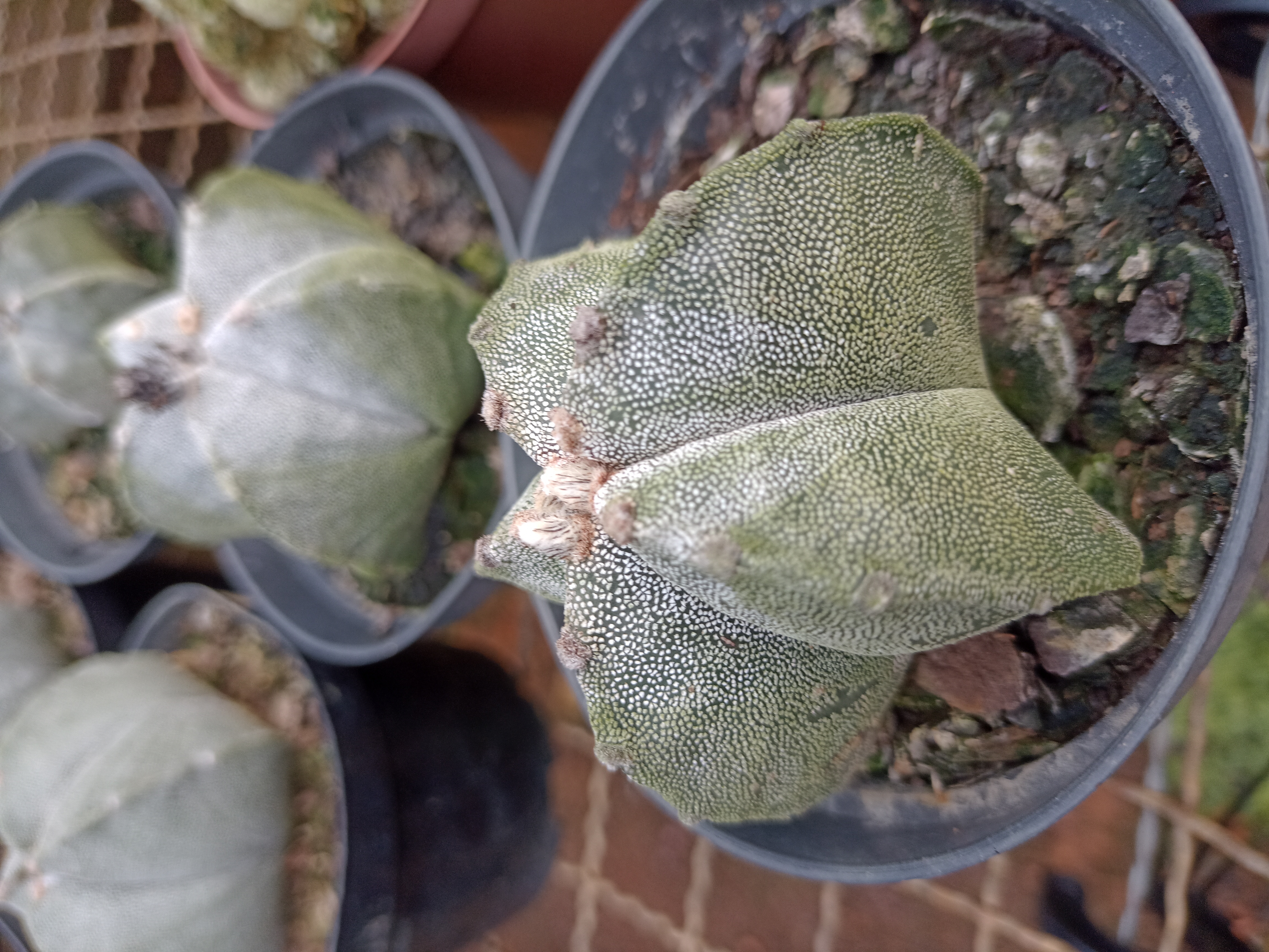 Astrophytum Myriostigma
