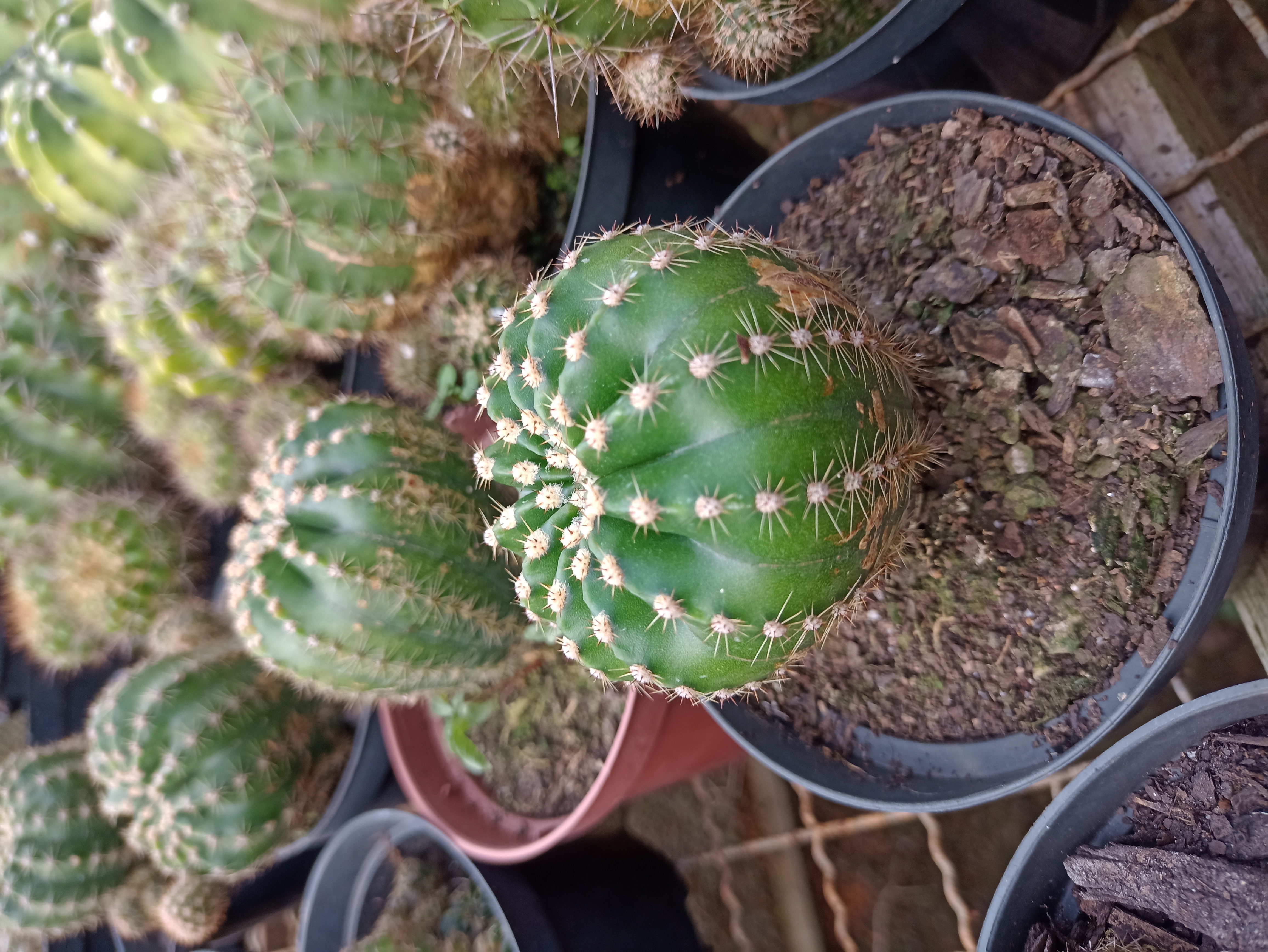 Cacto Bola no Vaso