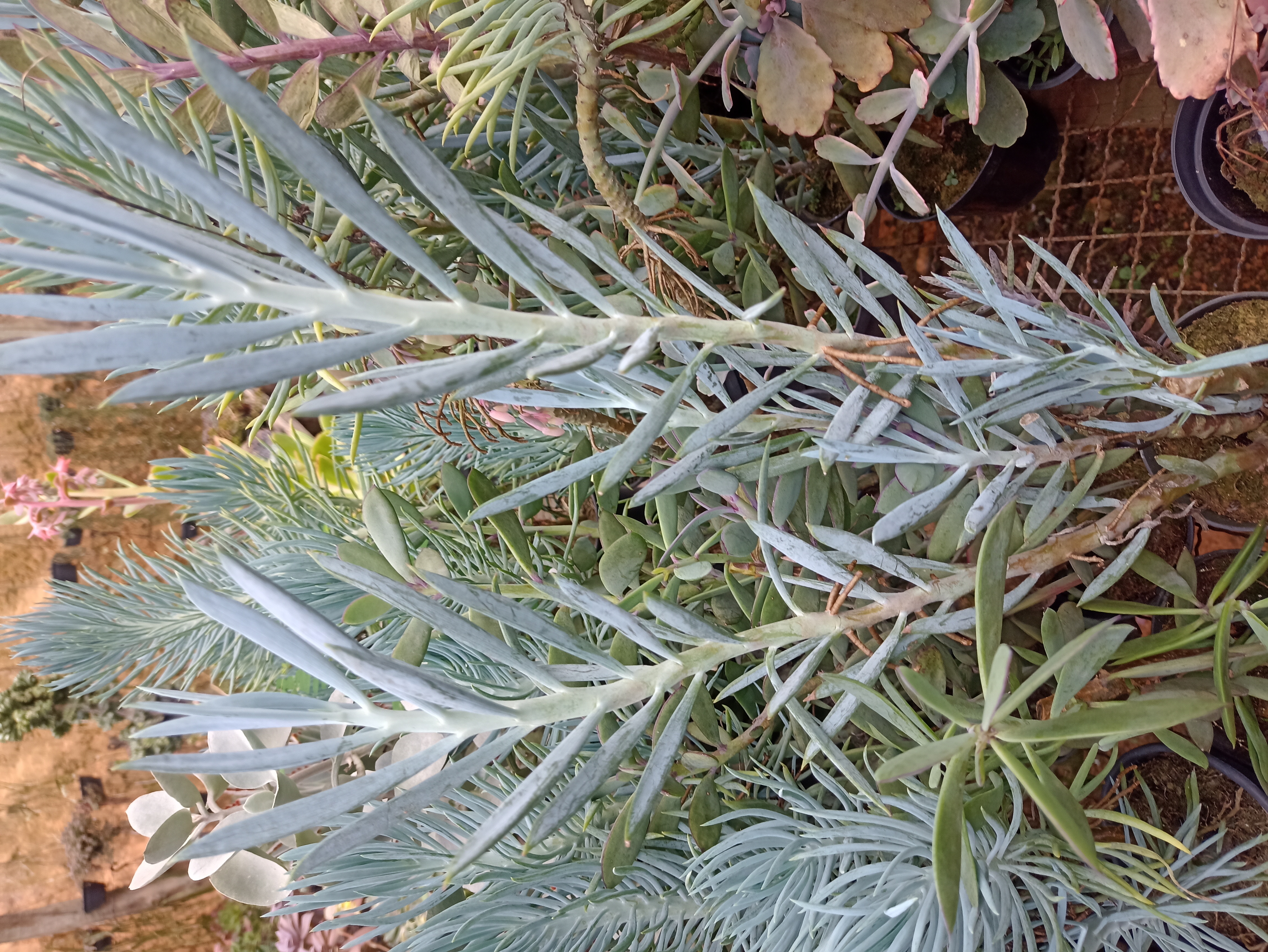 Leucadendron Argenteum