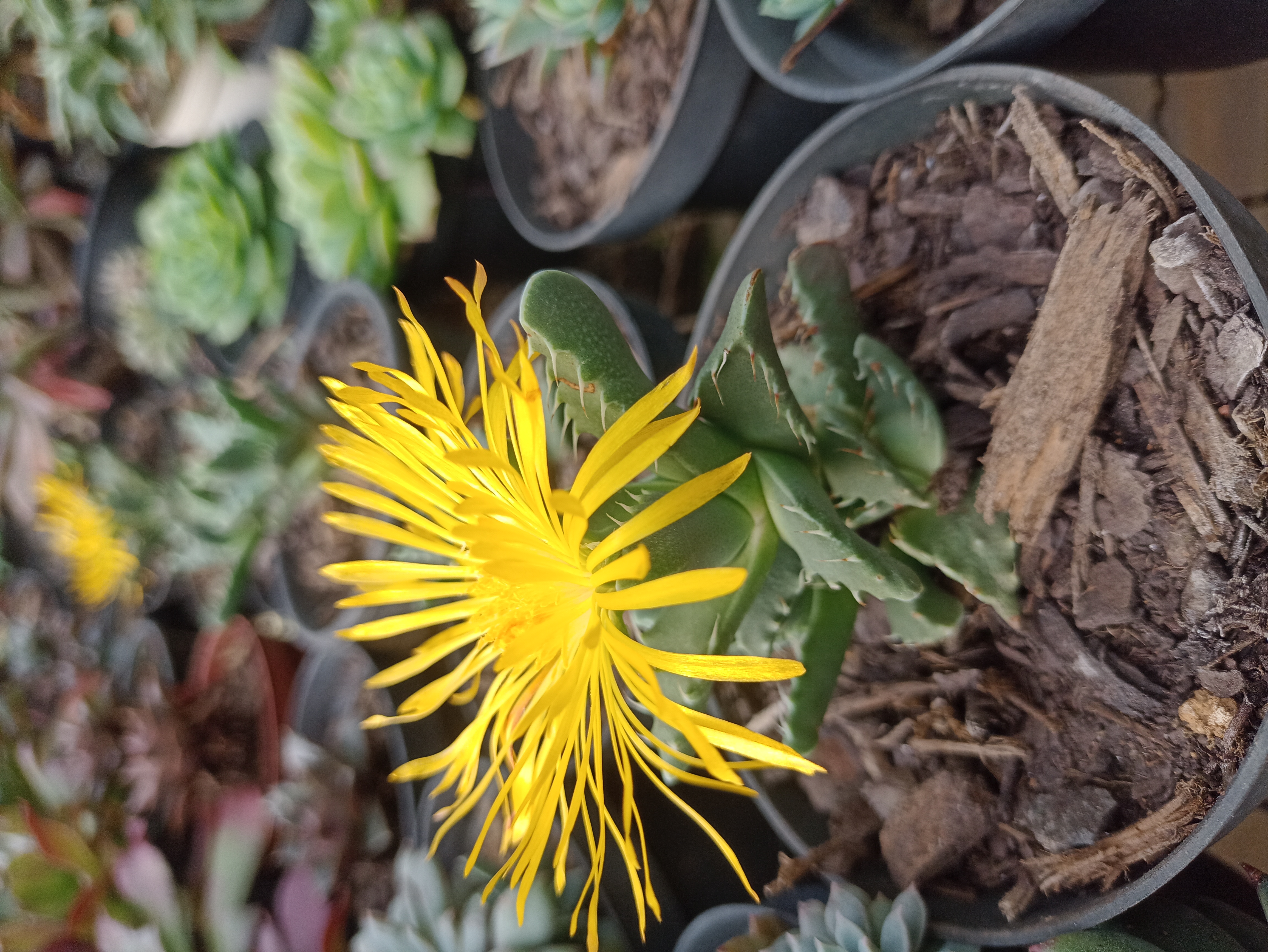 Suculenta Flor Amarela