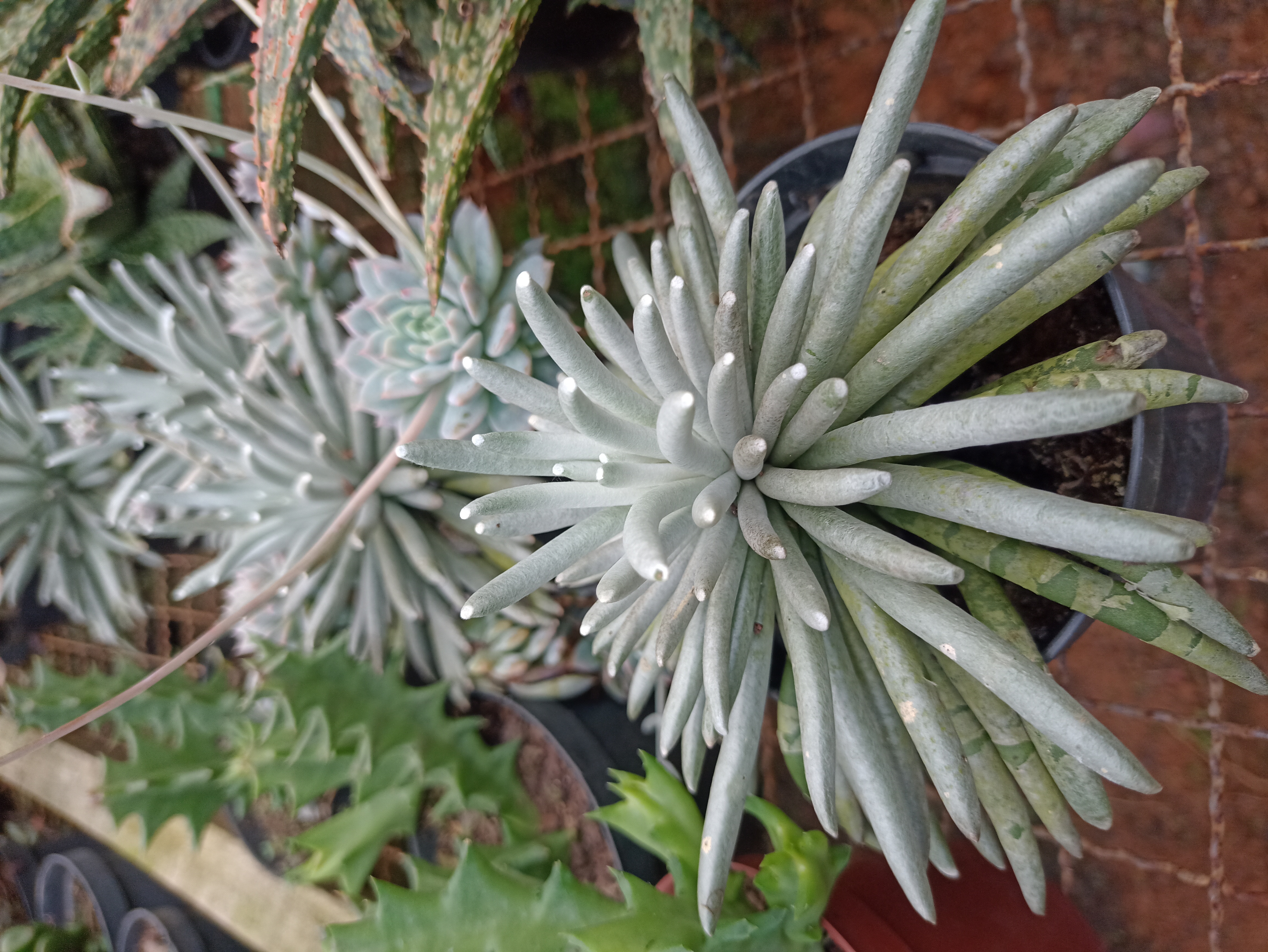 Suculenta Dedos de Prata