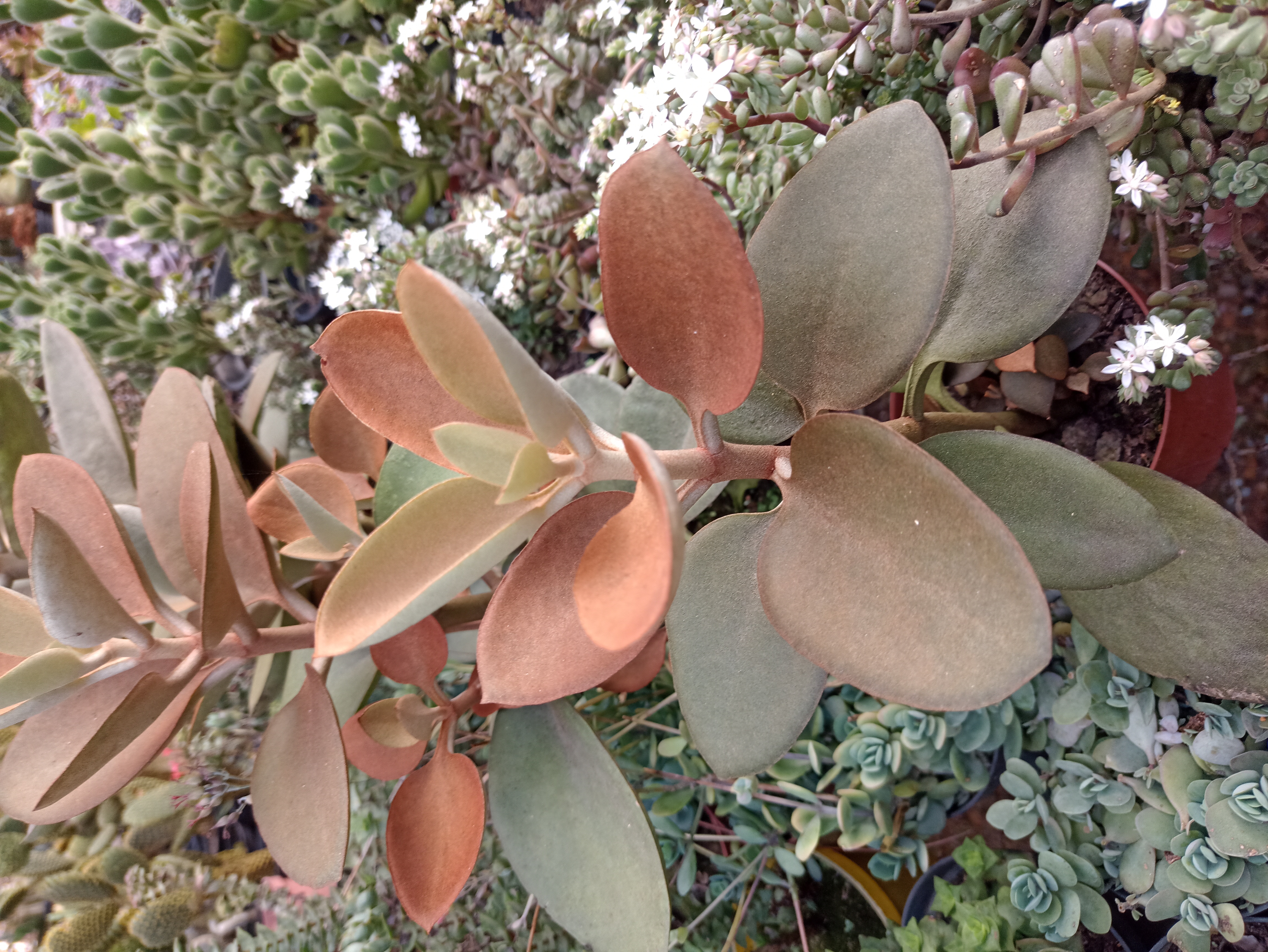 Kalanchoe Tomentosa