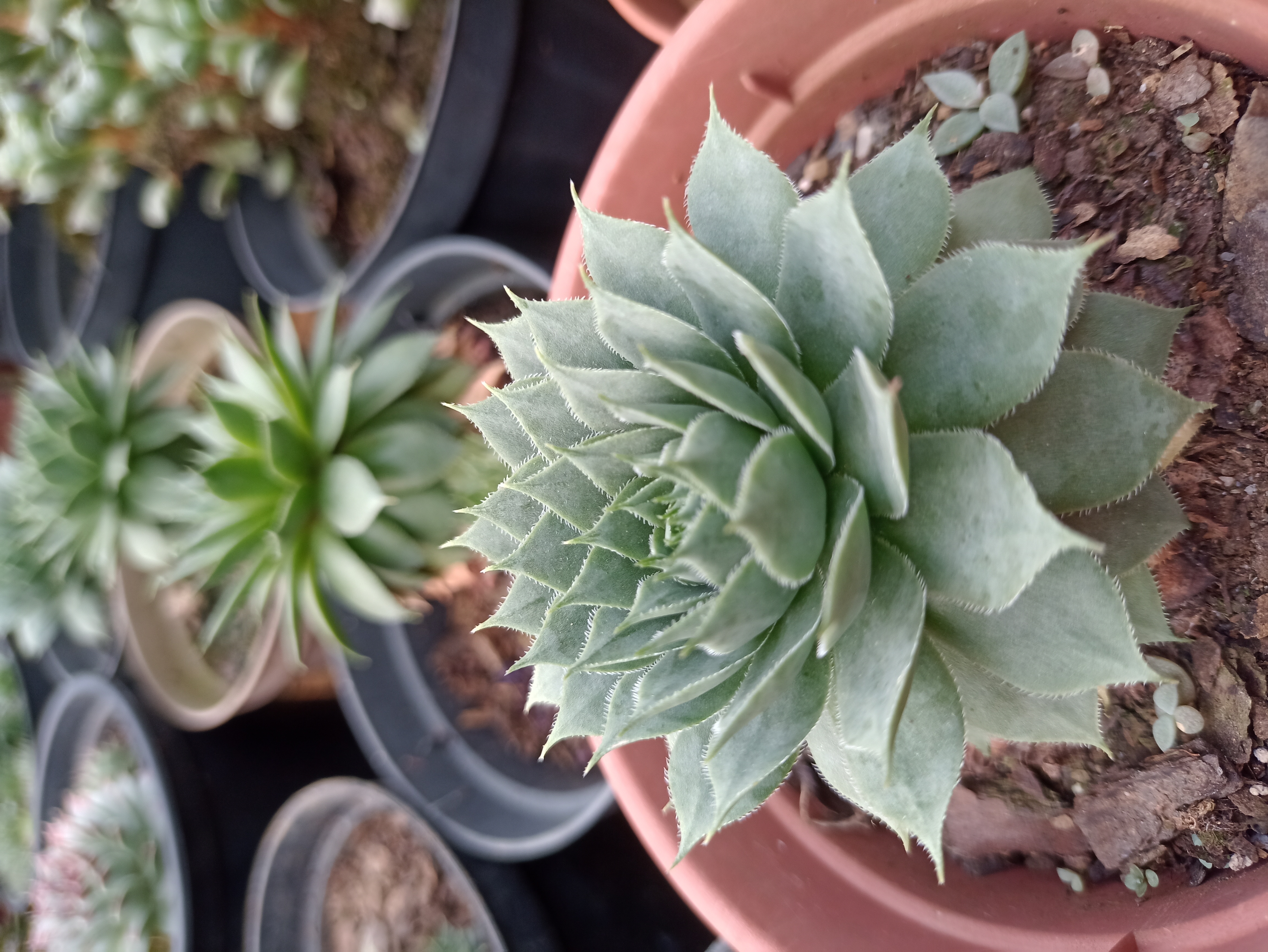 Suculenta Echeveria