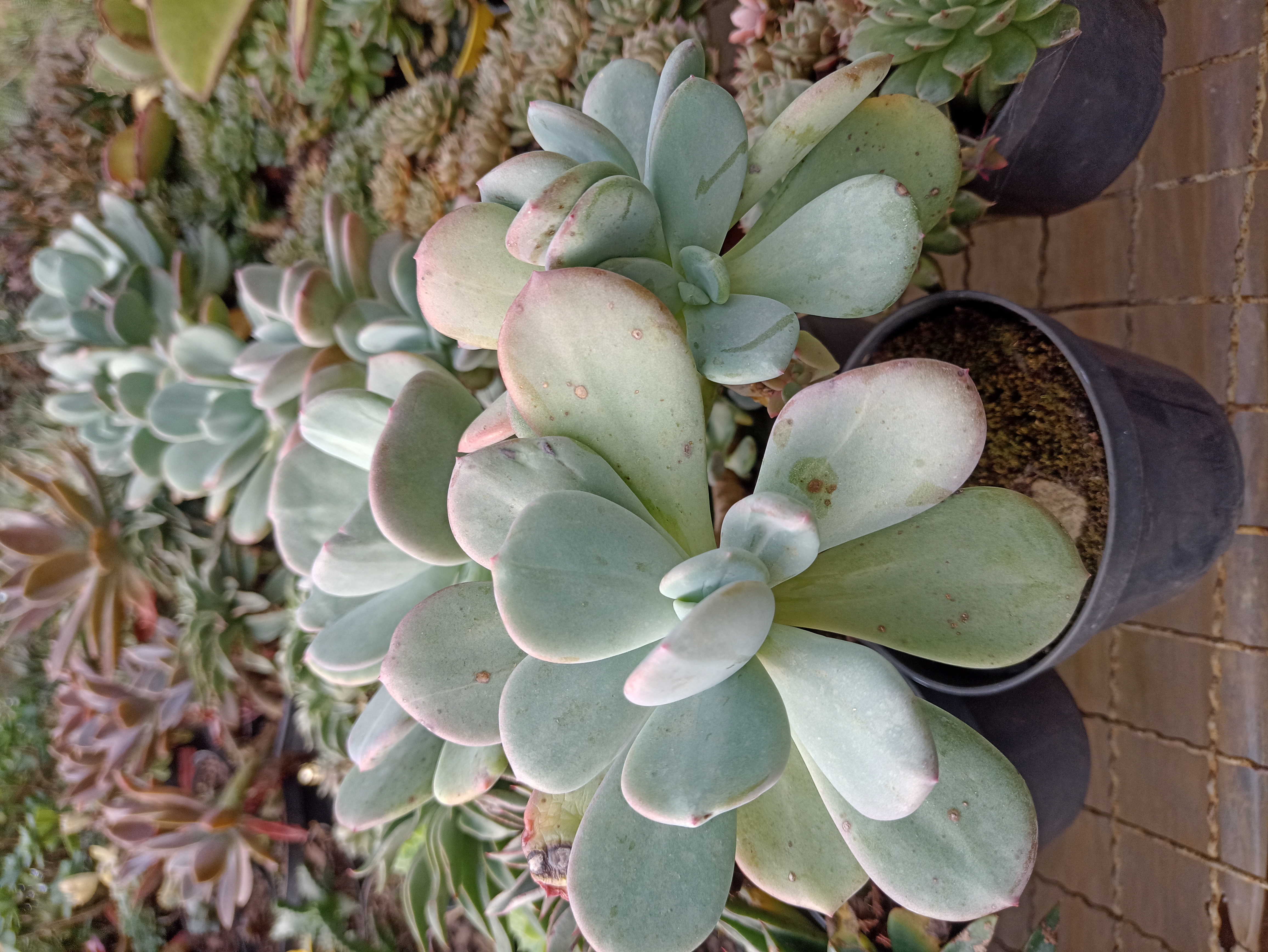 Suculenta Prateada