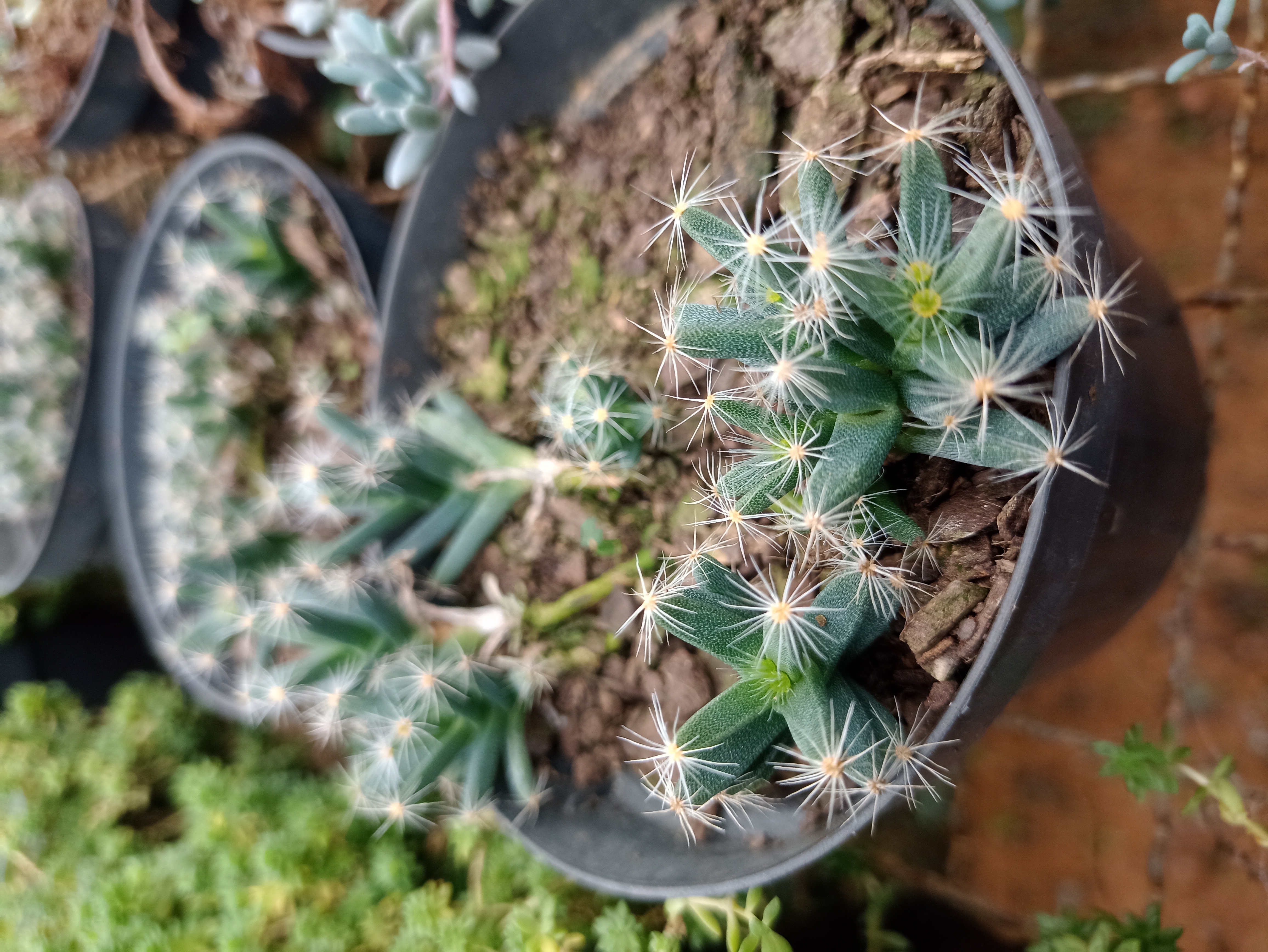 Cacto Mini Estrela