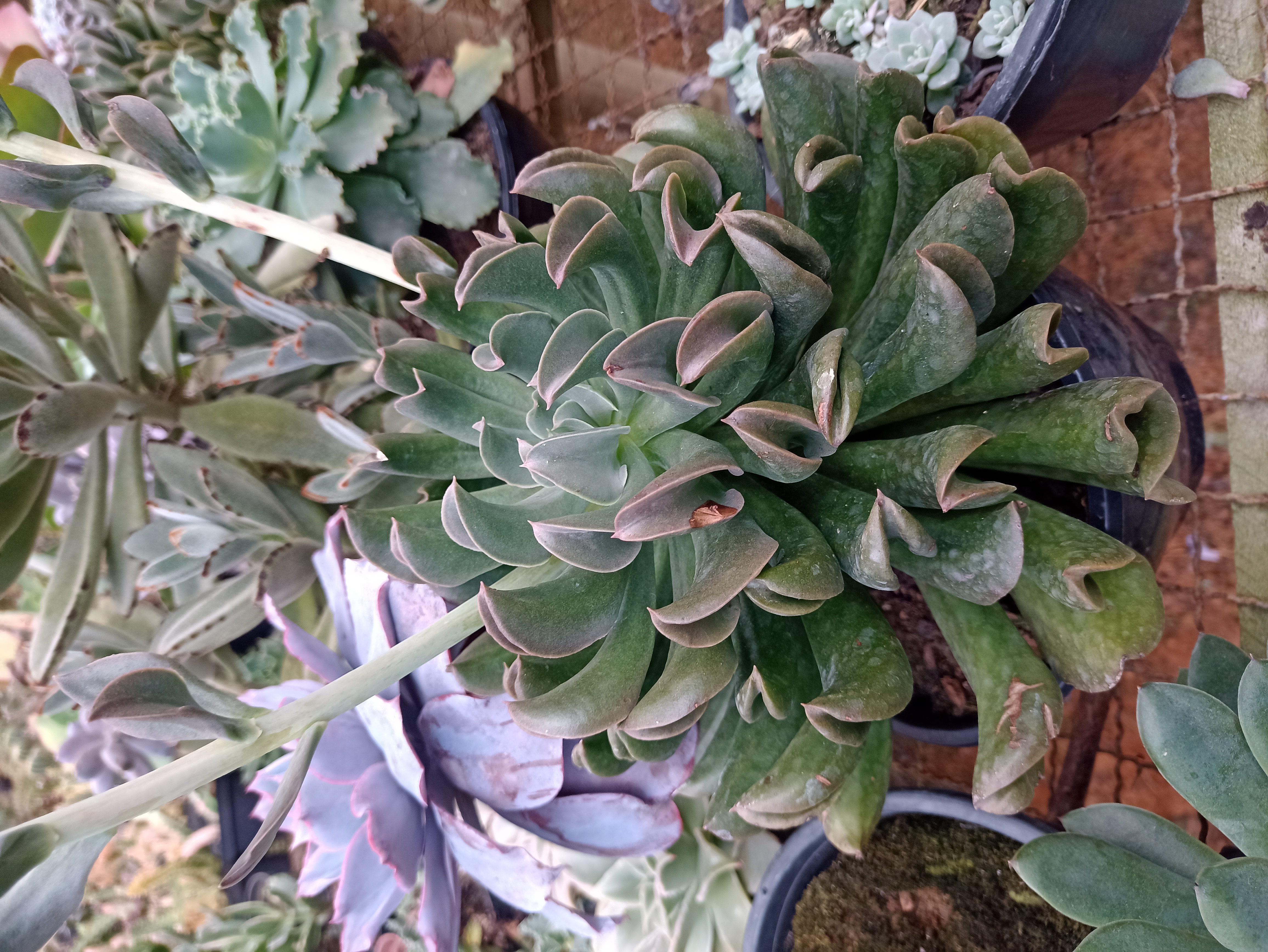 Suculenta Echeveria
