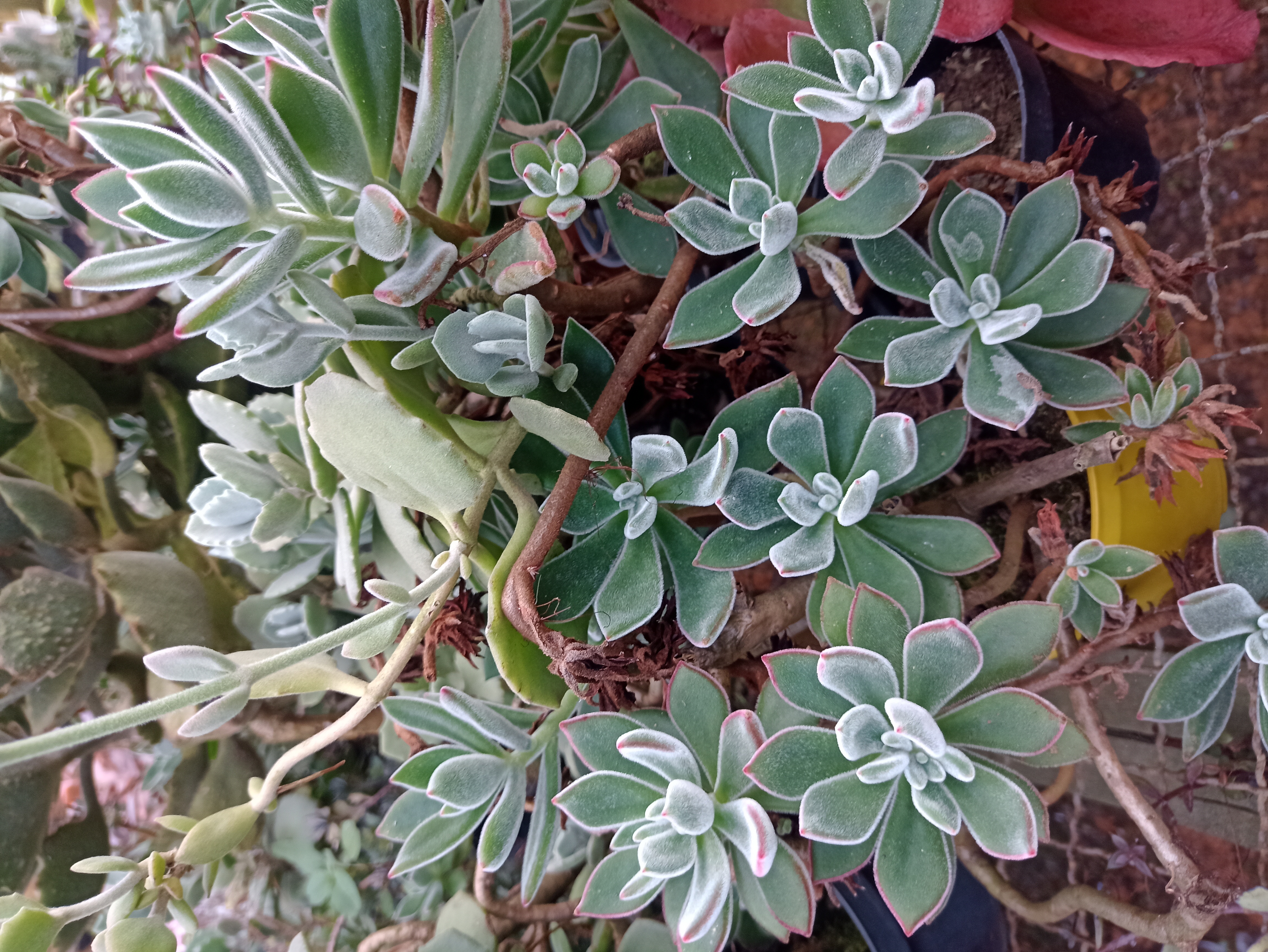 Suculenta Echeveria