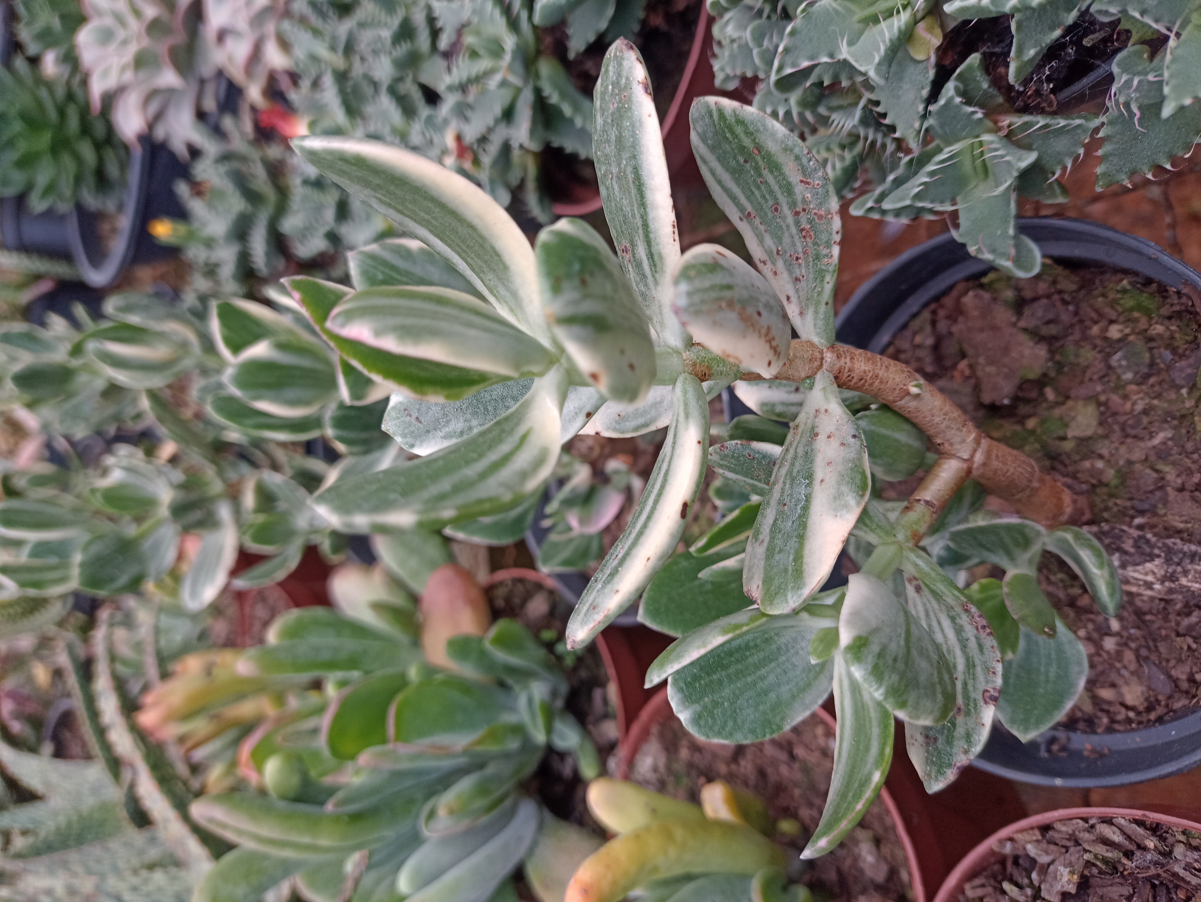 Suculenta Jade Variegata