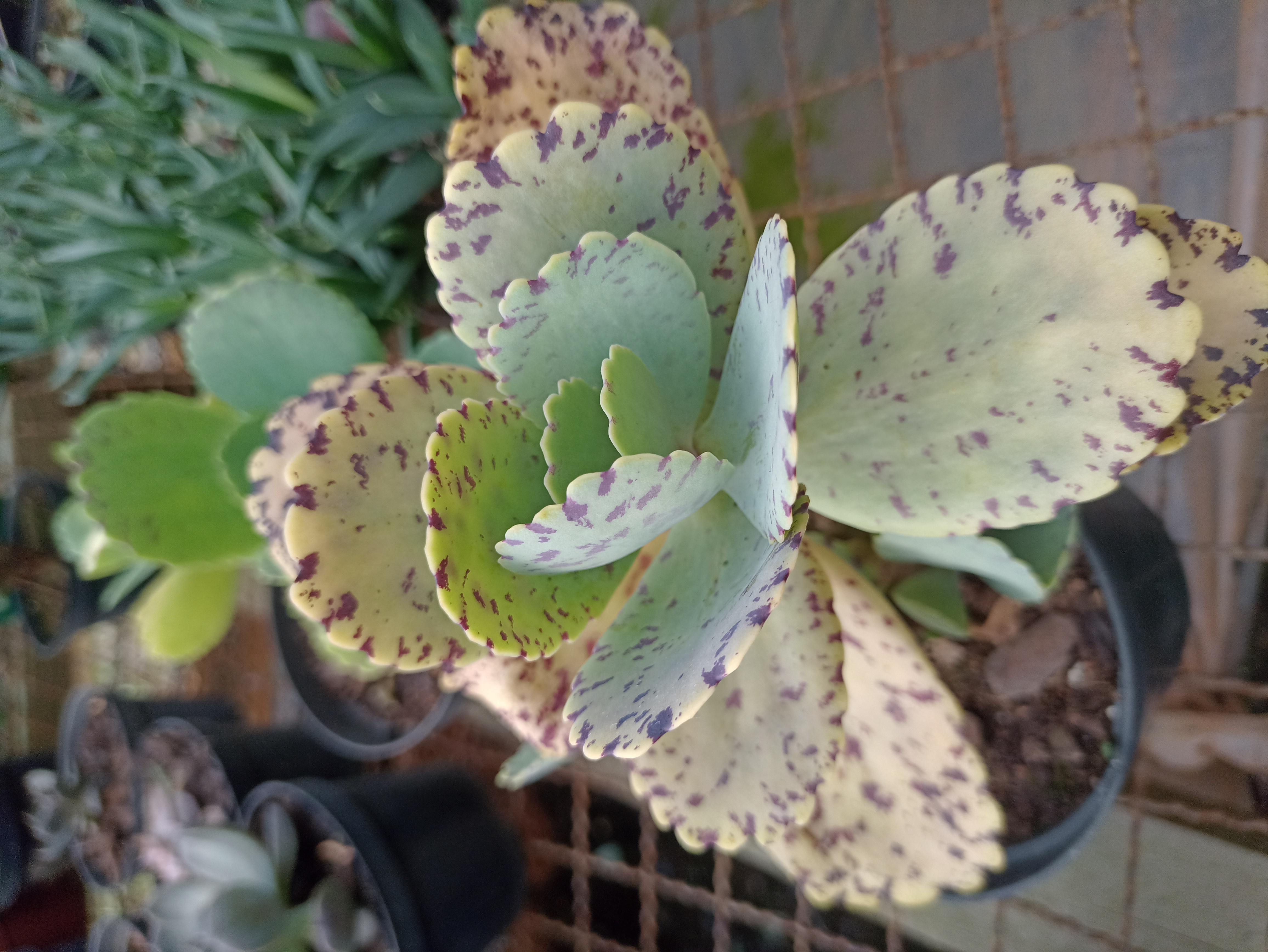 Kalanchoe Variegata