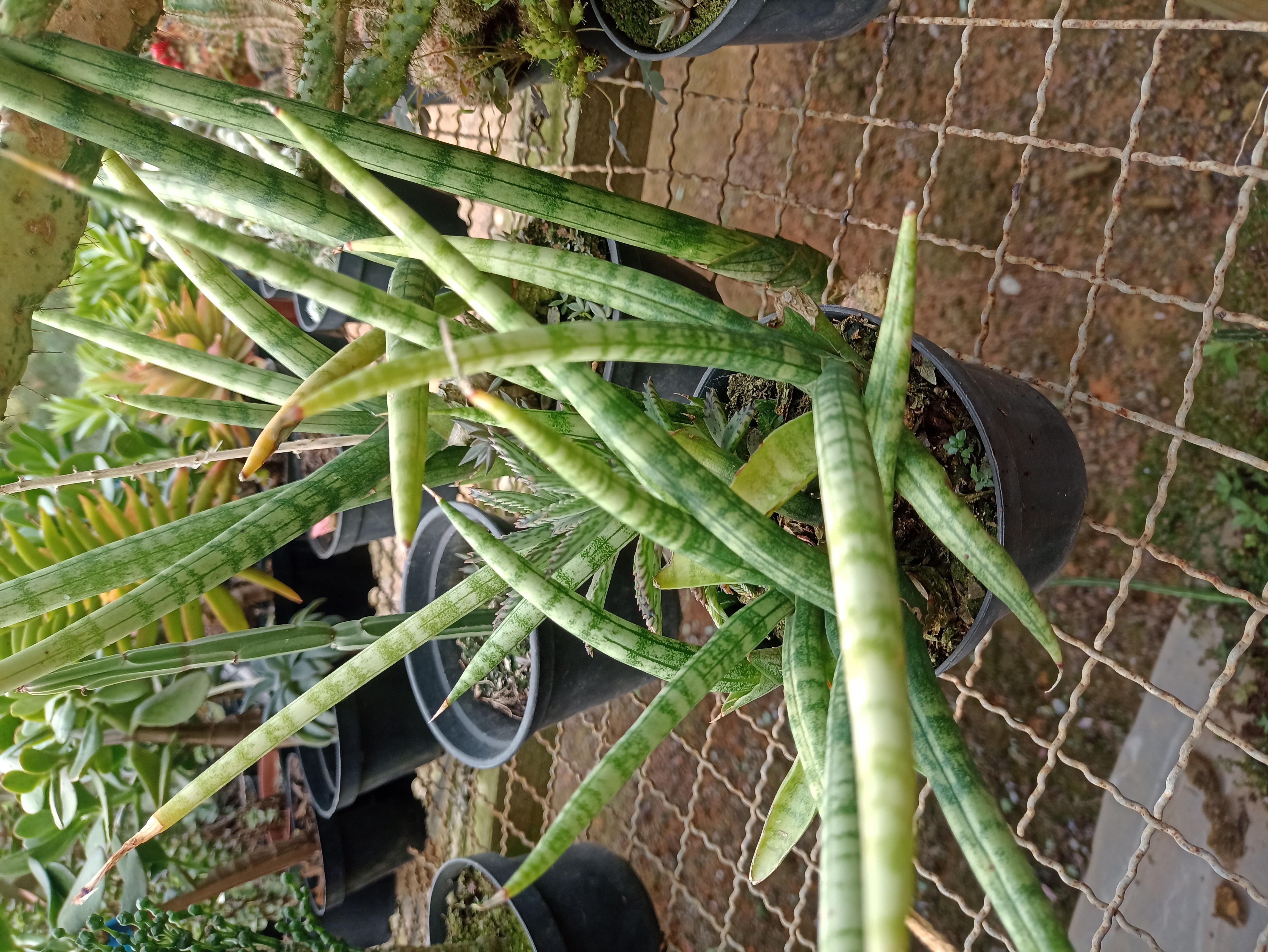 Sansevieria Cylindrica