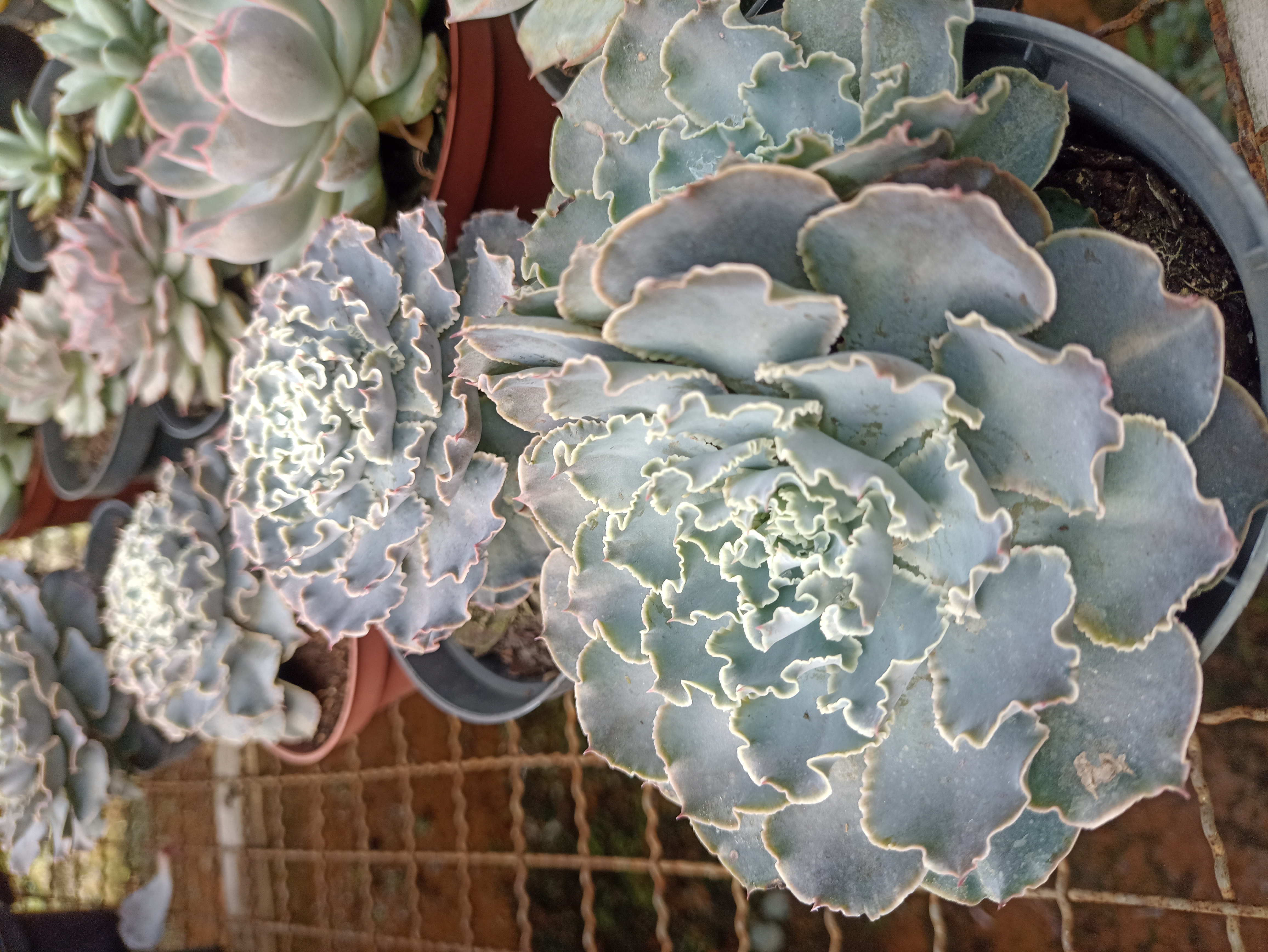 Echeveria Ruffled