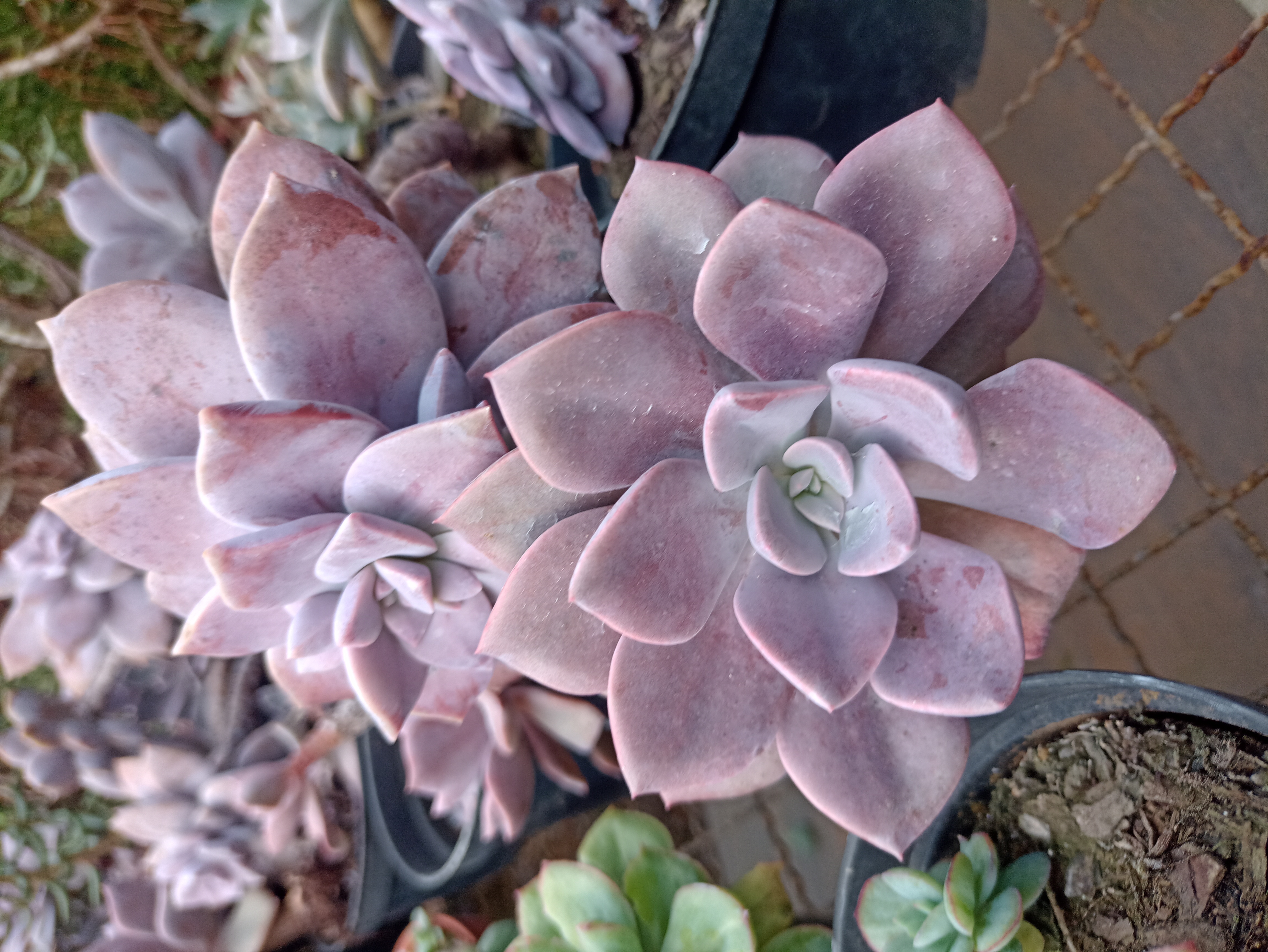 Suculenta Graptopetalum