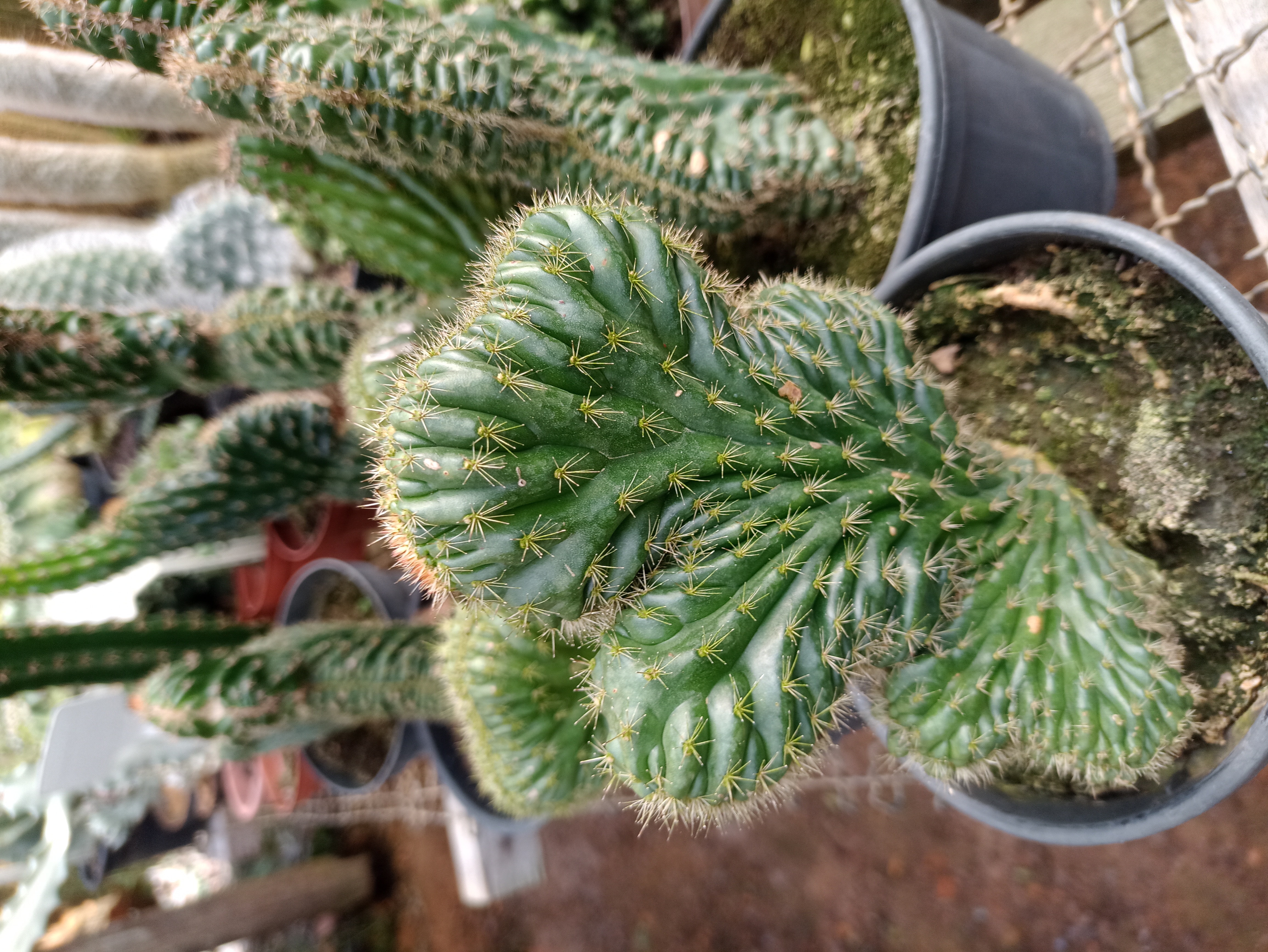 Cacto Cristata