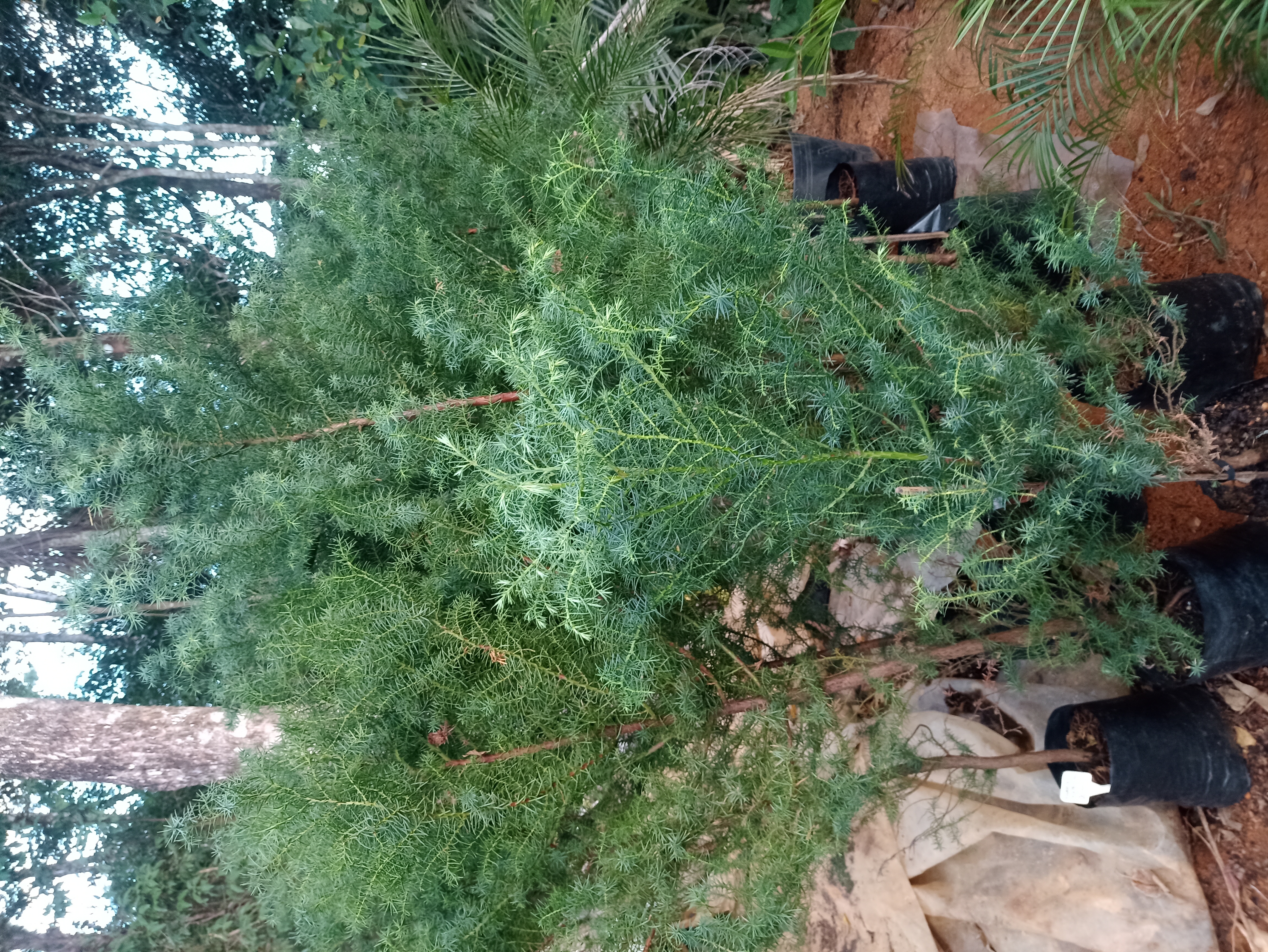 Muda de Pinheiro Casuarina
