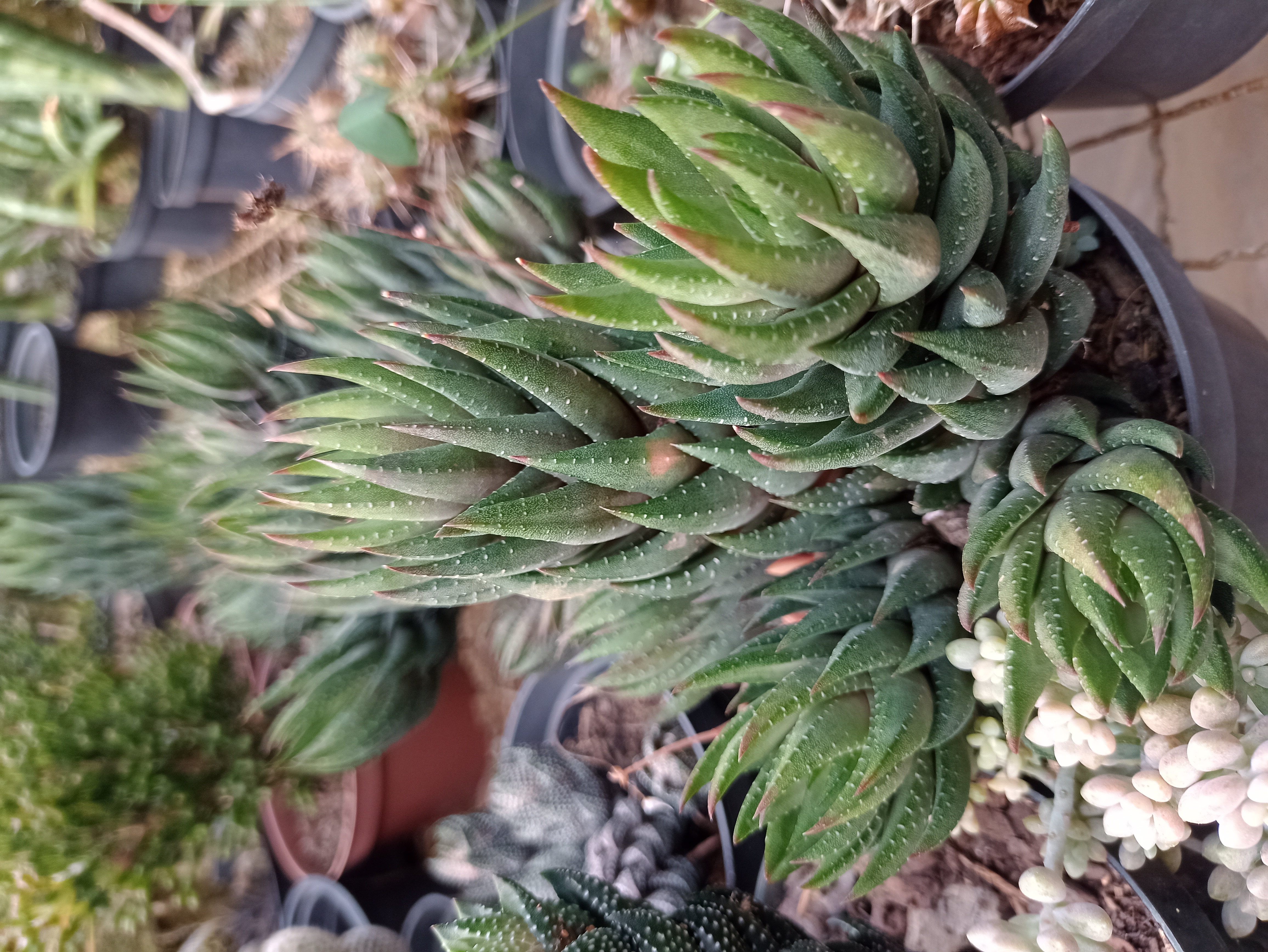 Haworthia Fasciata
