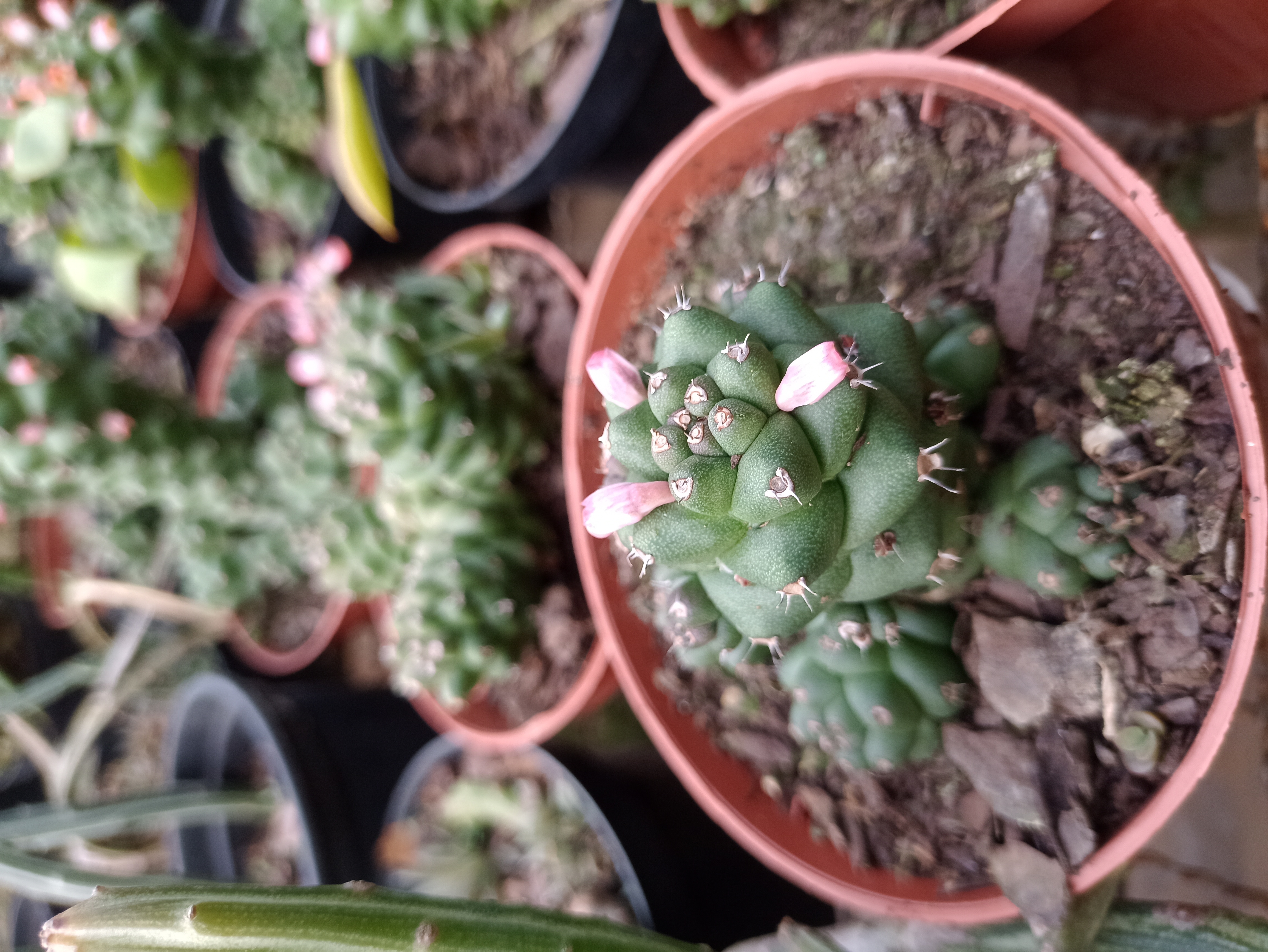 Cacto Miniatura com Botões