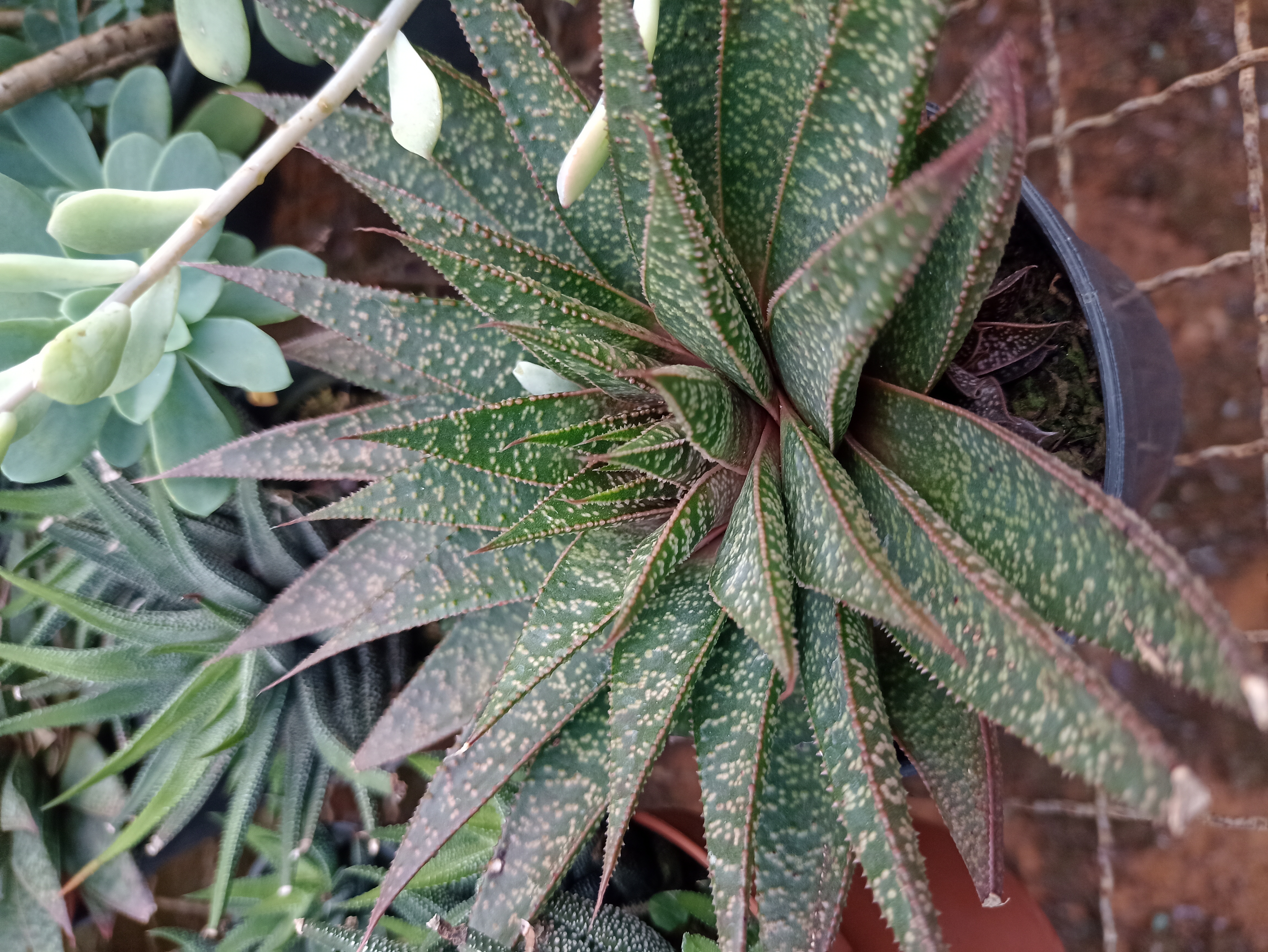 Suculenta Gasteria