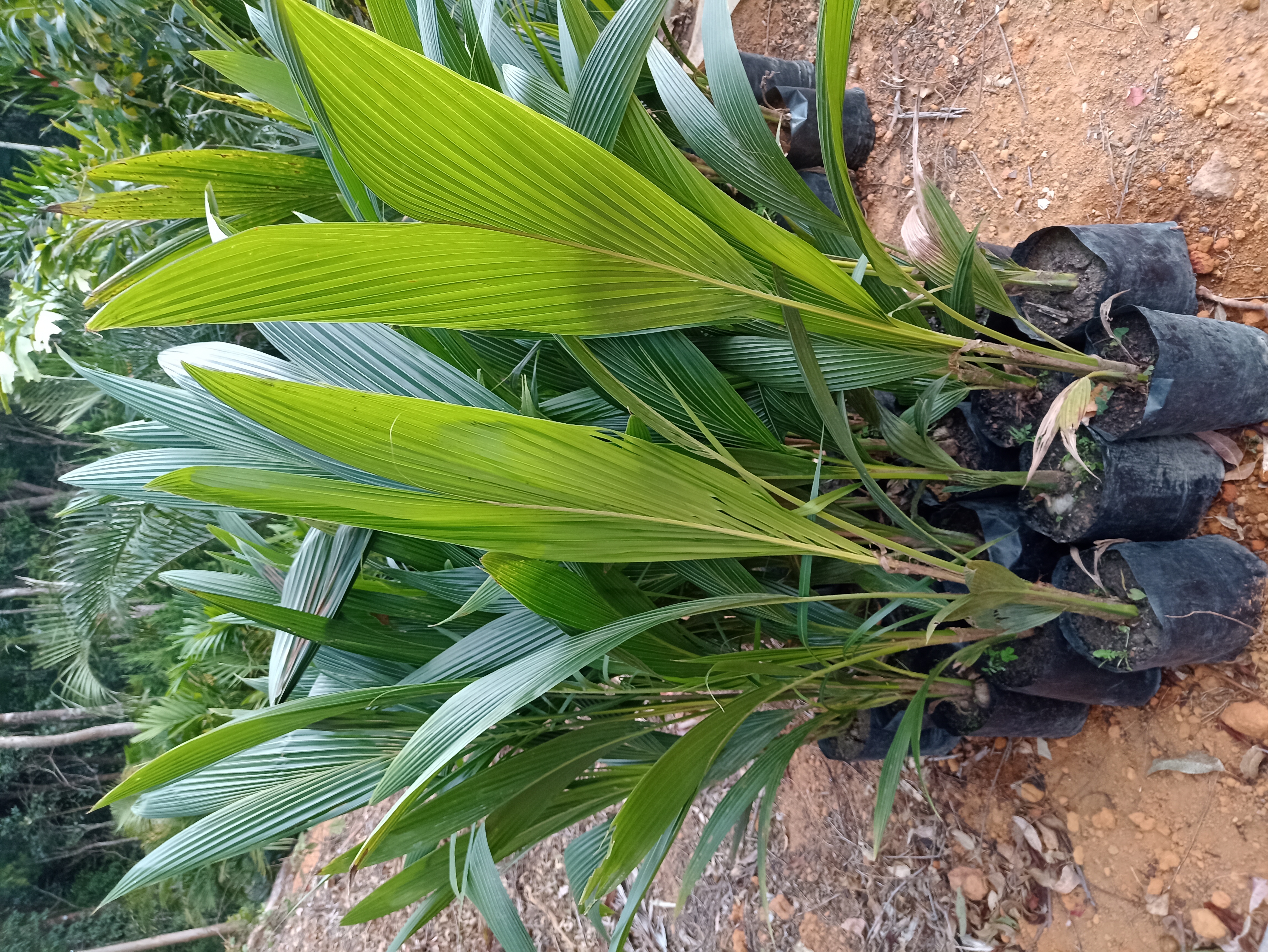 Mudas de Palmeira