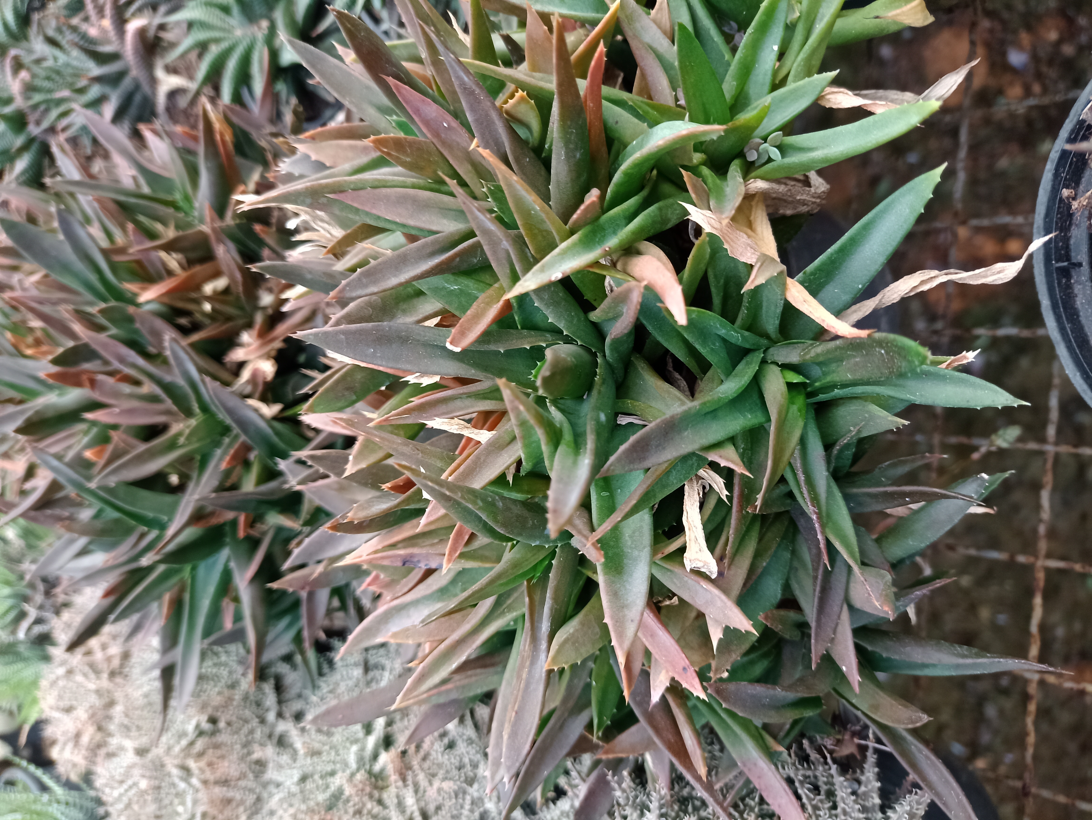 Suculenta Haworthia