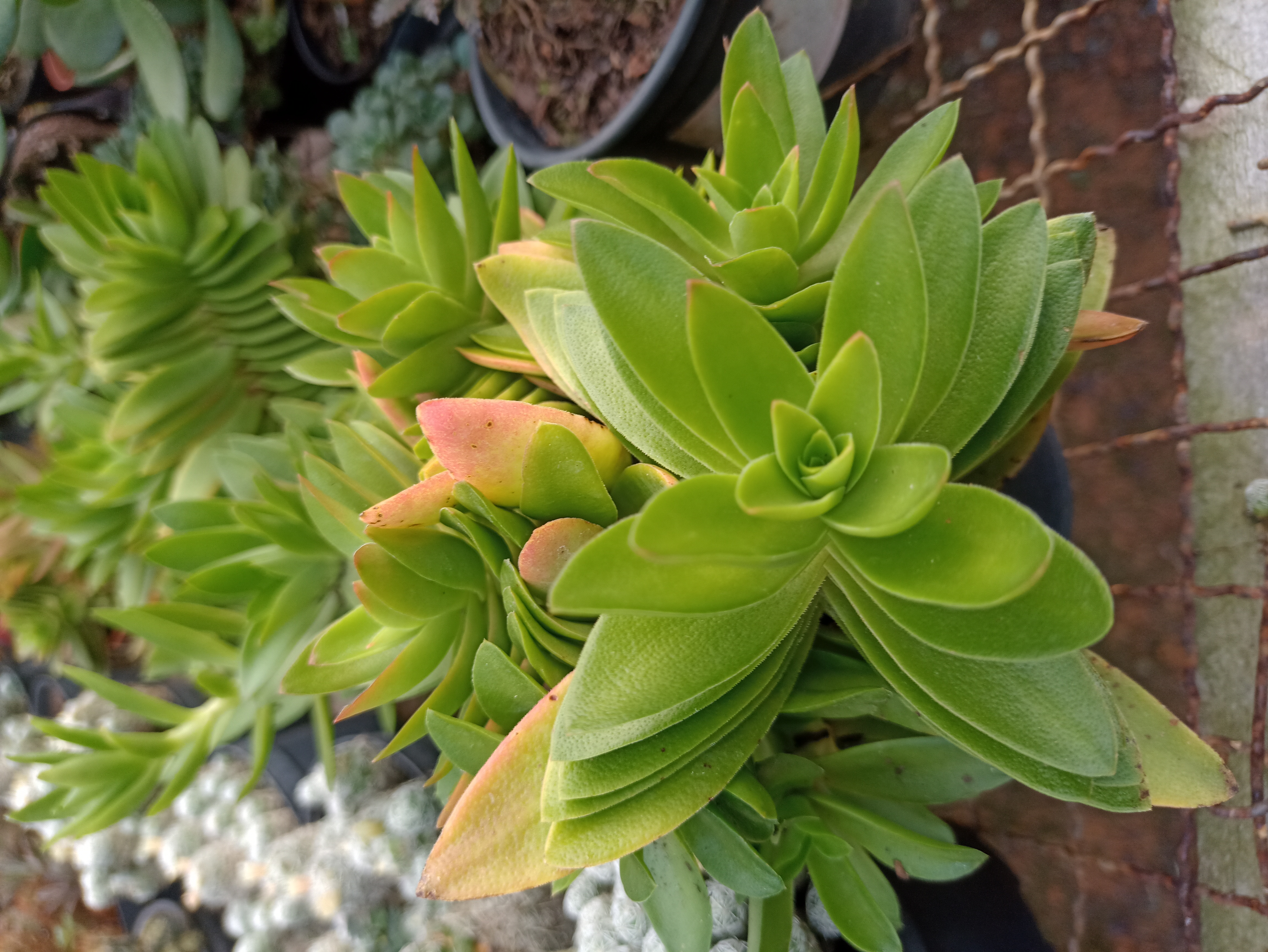 Suculenta Verde
