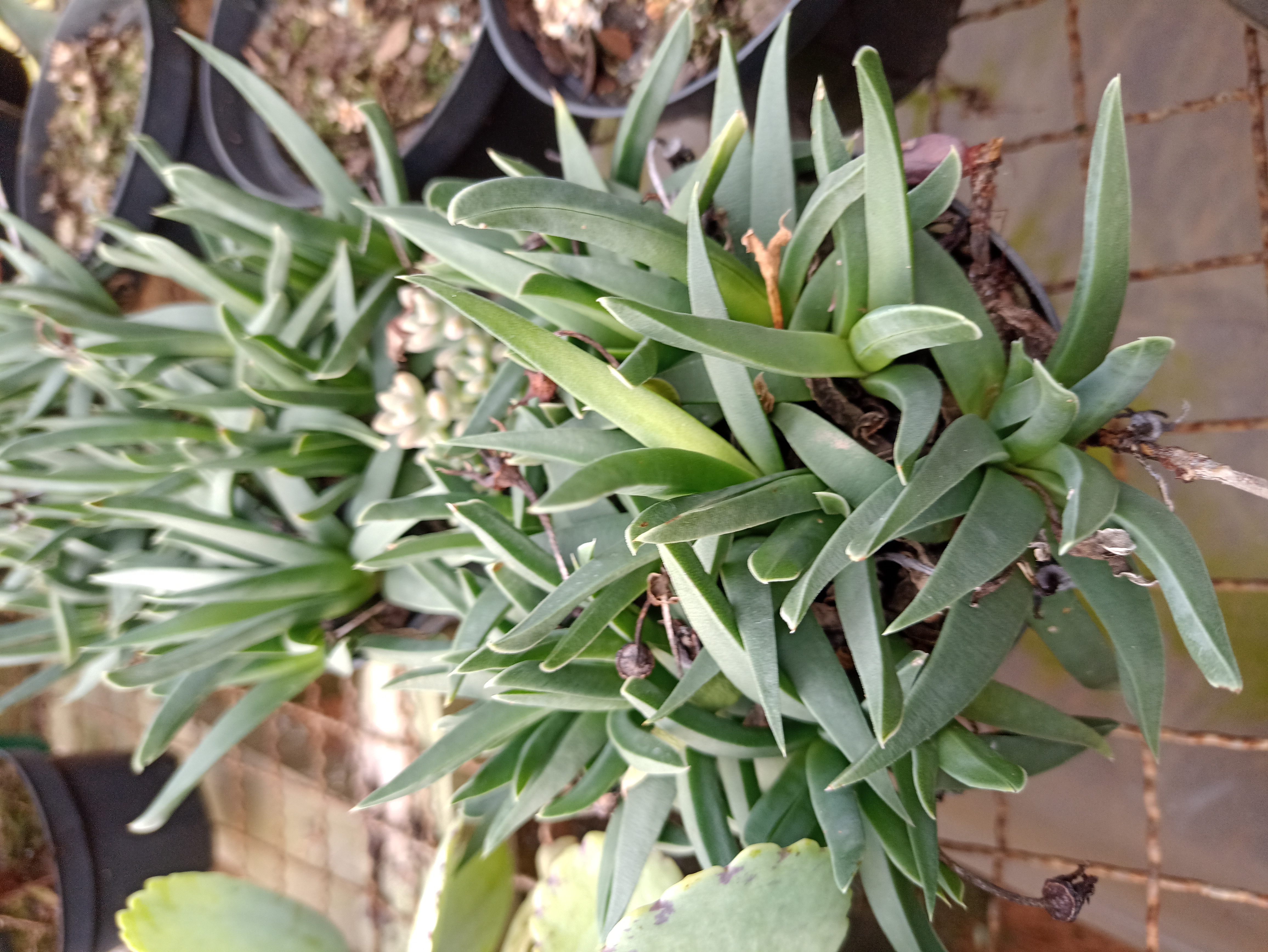 Suculenta Gasteria