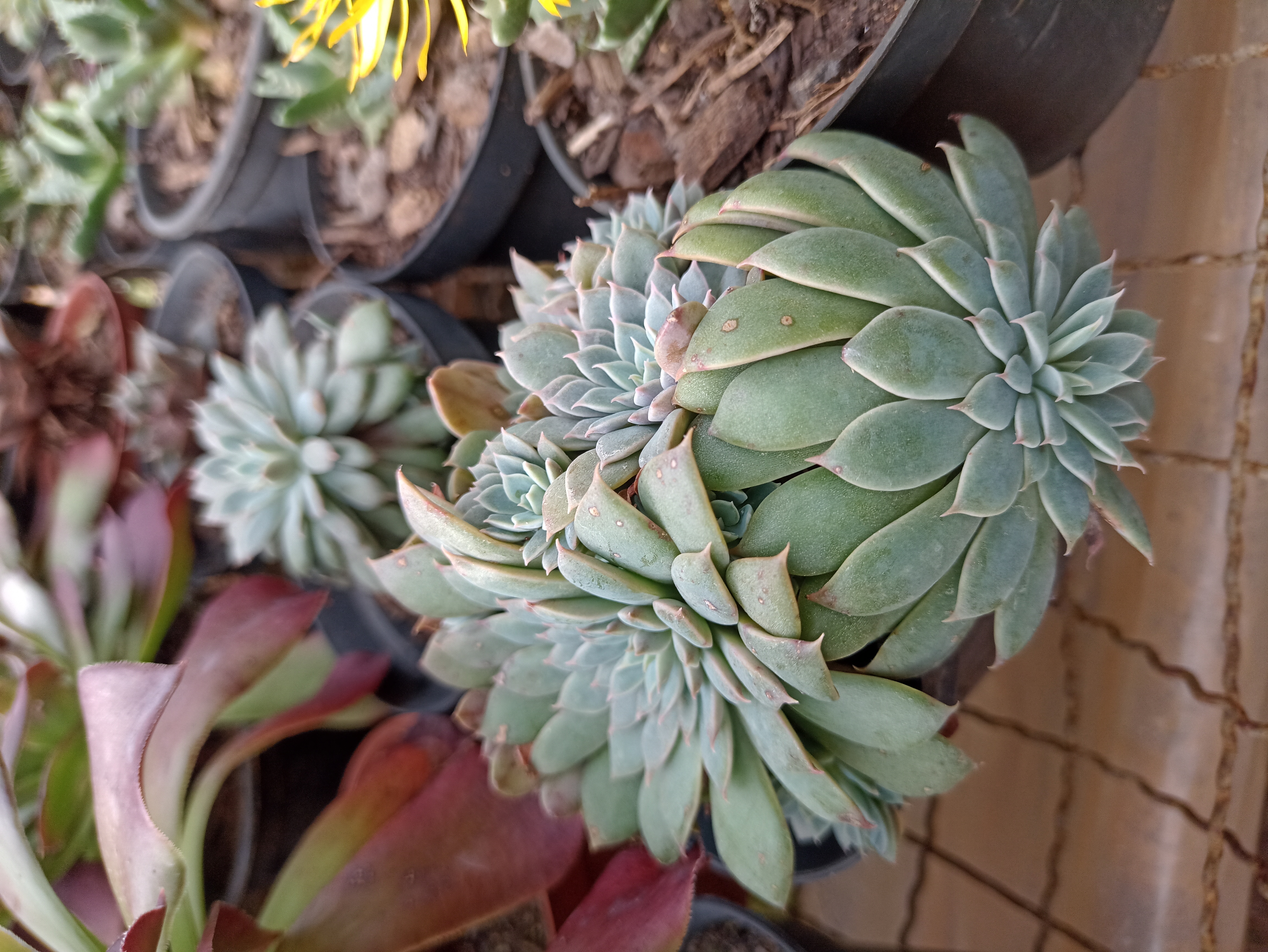 Suculenta Echeveria