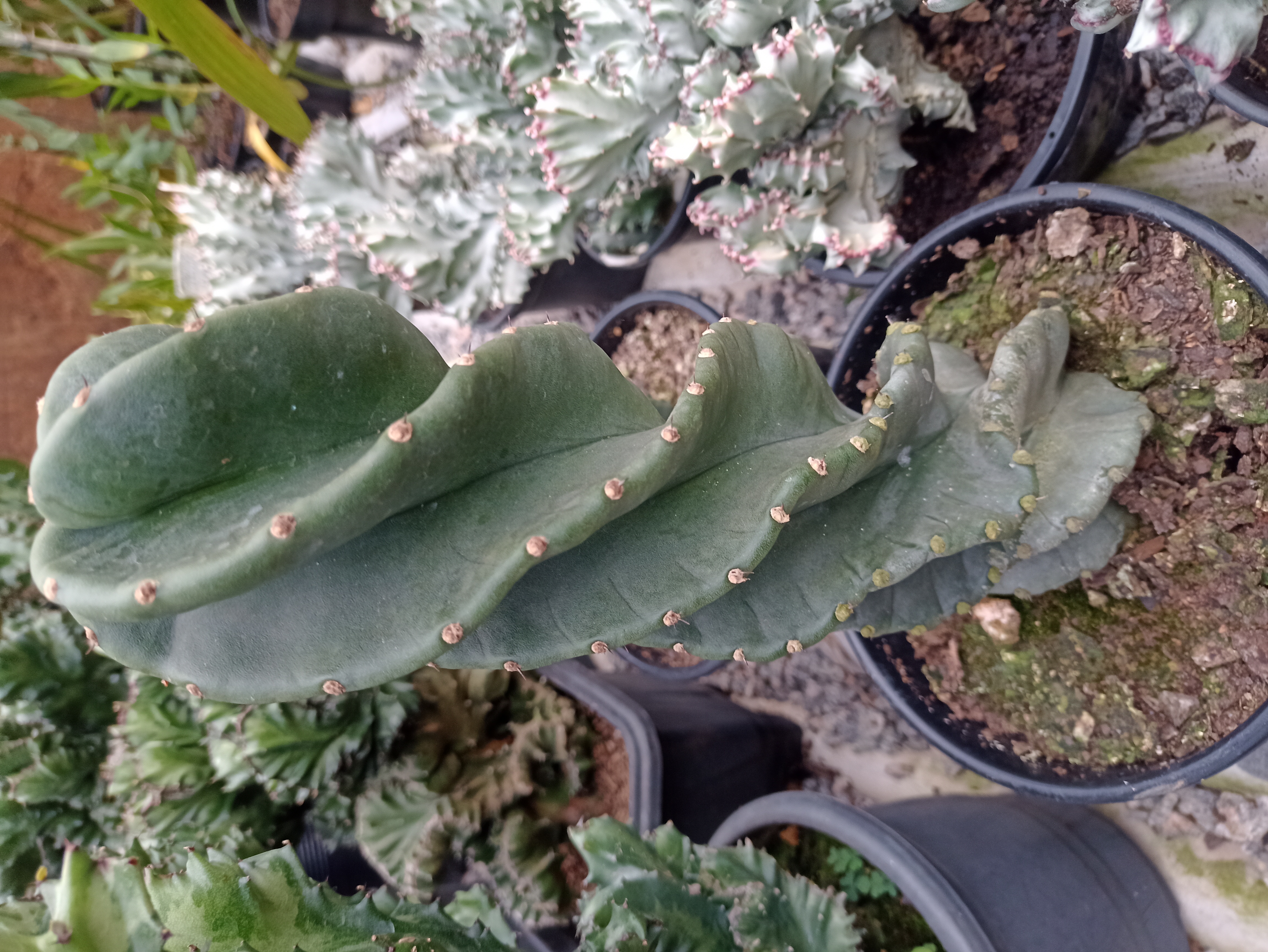 Cacto Espiral Turbinado