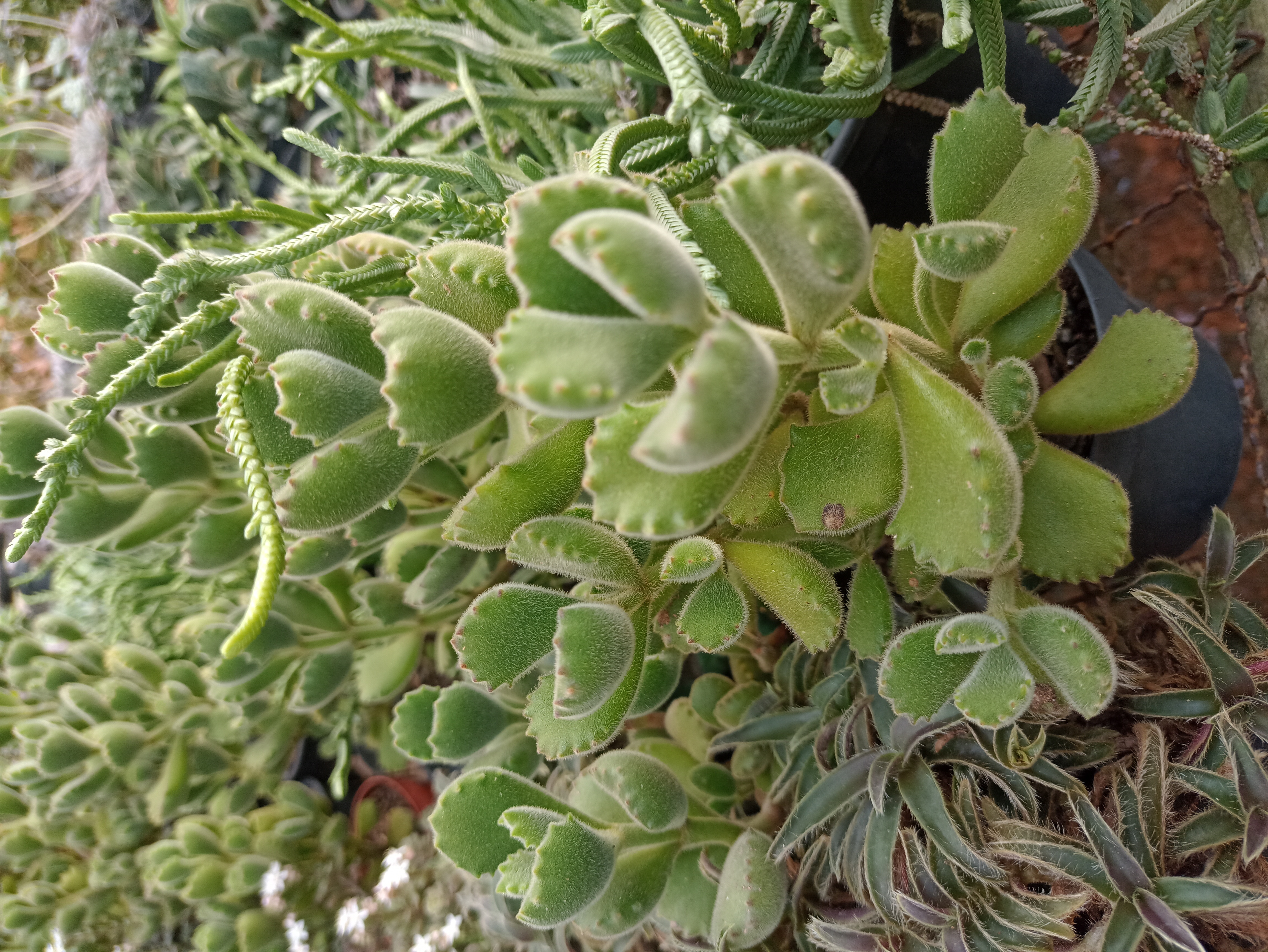 Suculenta Unha-de-Urso