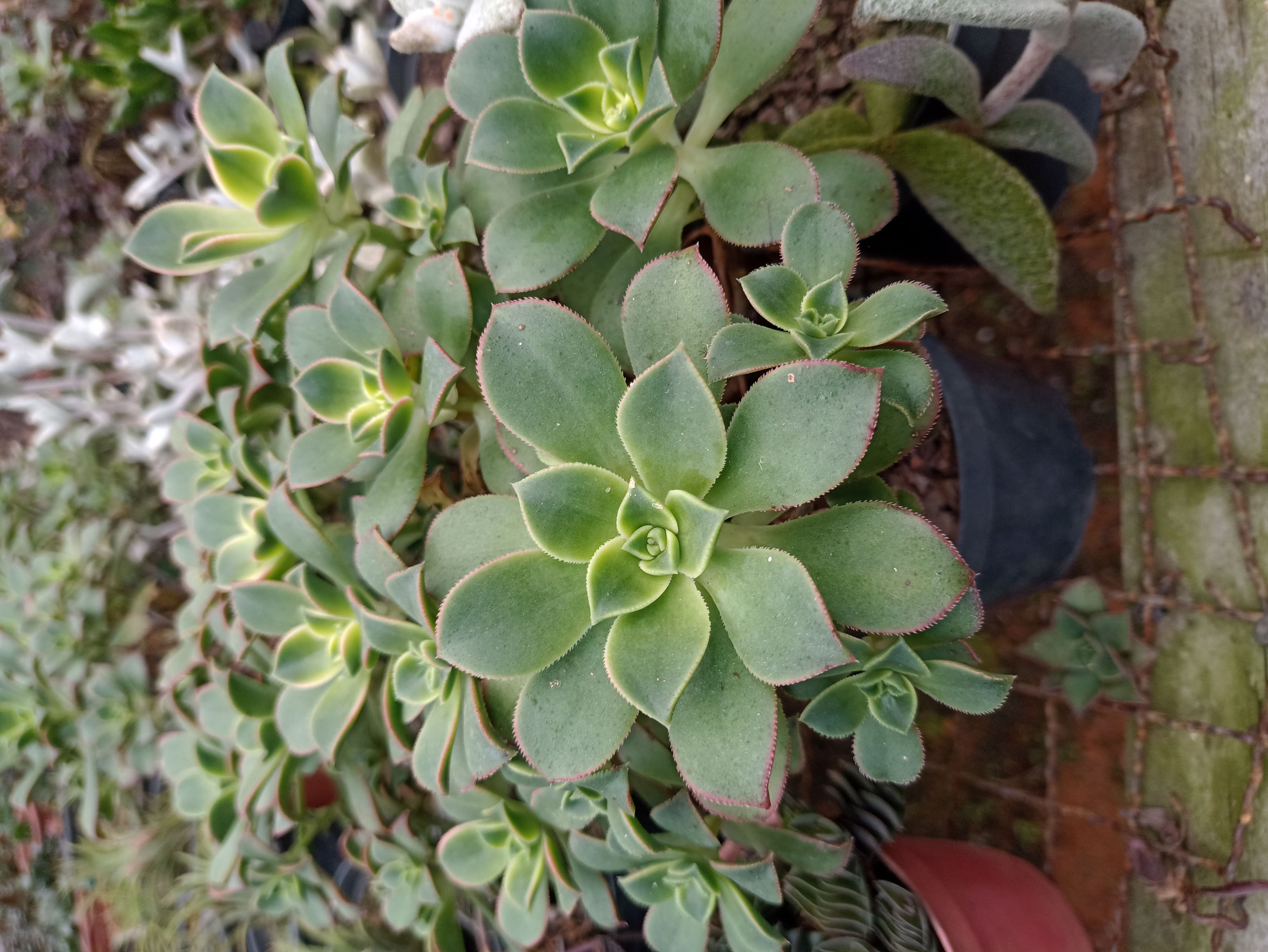 Suculenta Echeveria