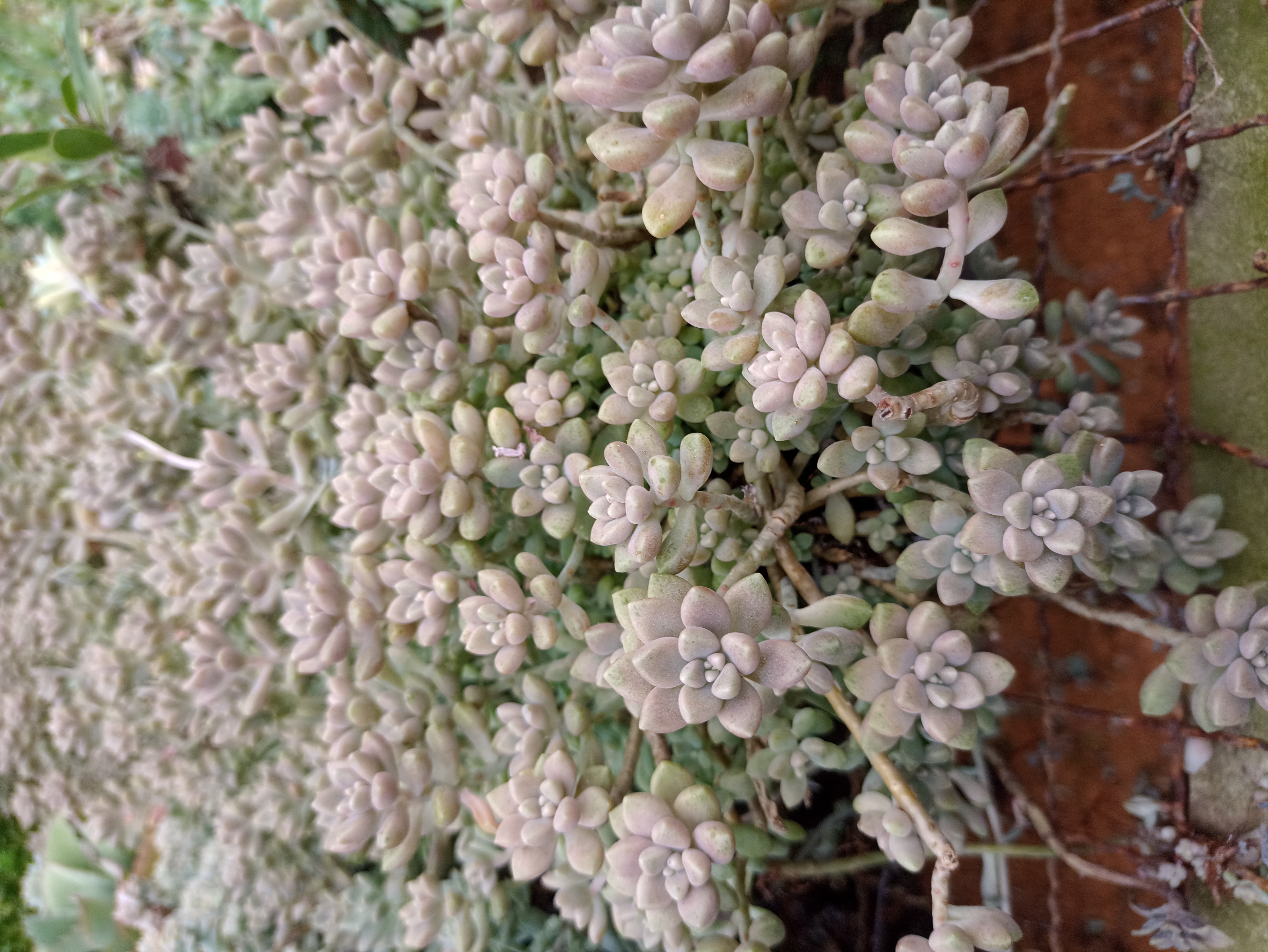 Suculenta Sedum Pachyphyllum