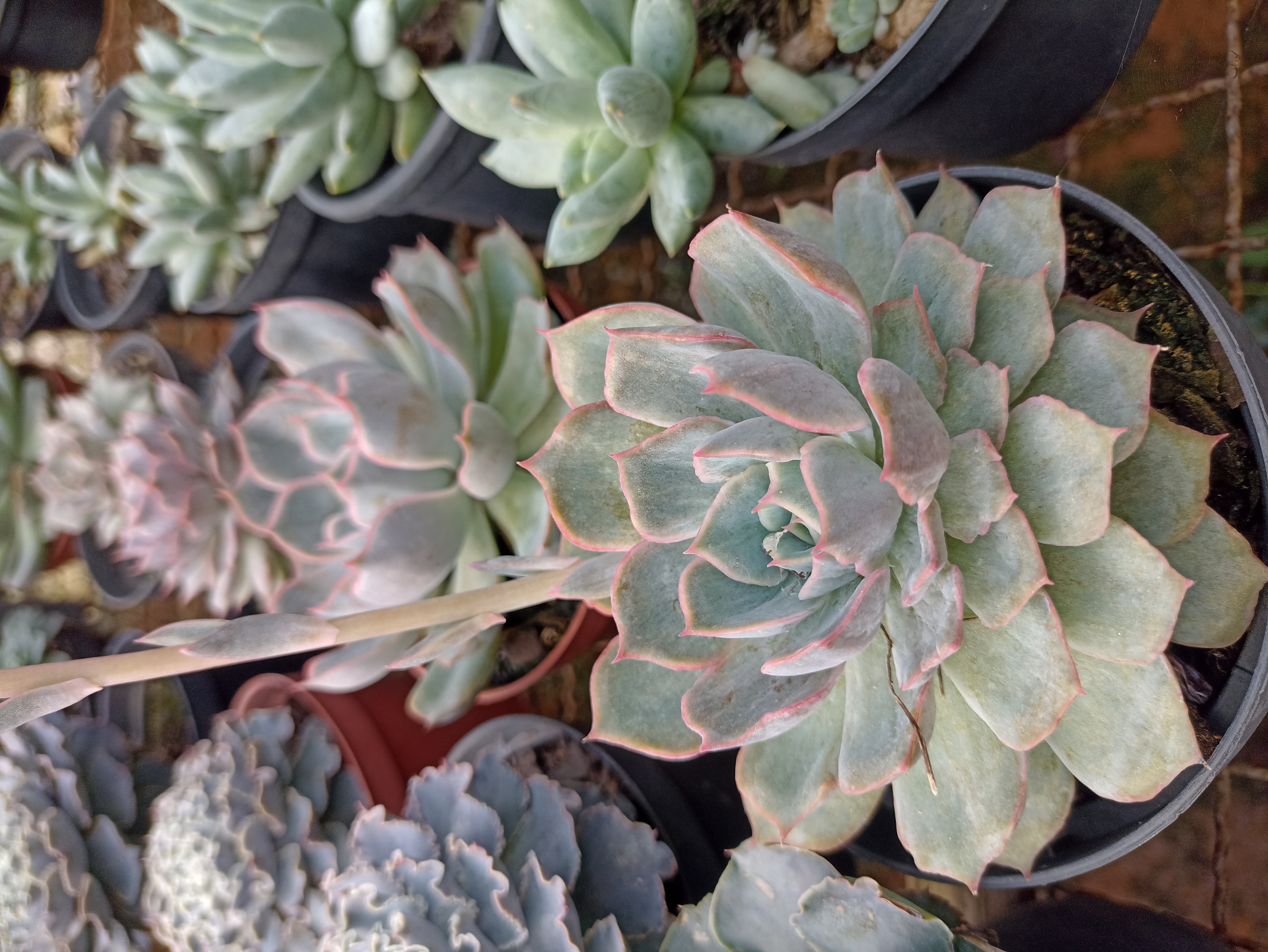 Suculenta Echeveria